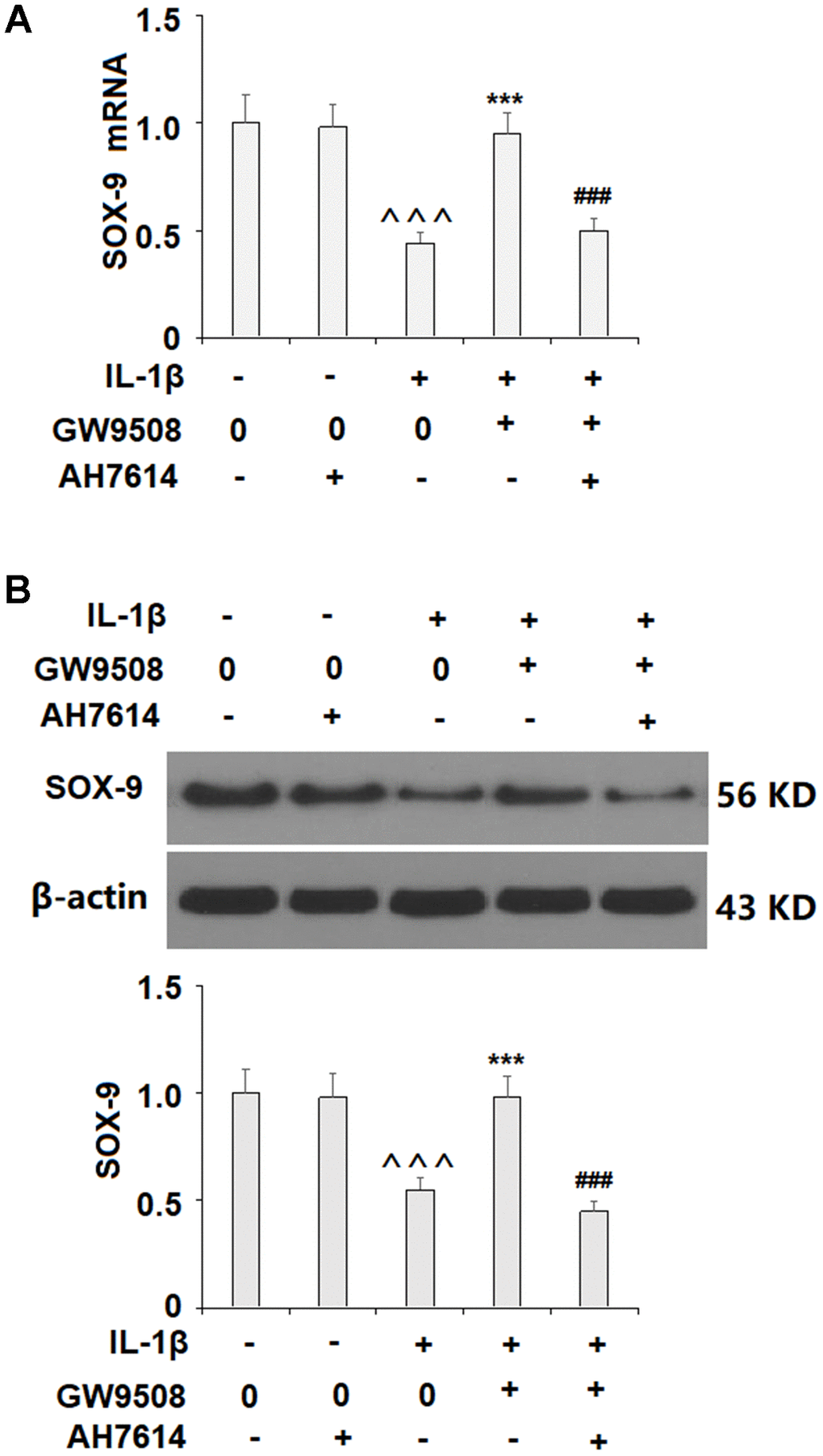 The effects of GW9508 on abolishing IL-1β-induced decreased SOX9 expression are dependent on GPR120. Cells were treated with IL-1β (10 ng/ml) with or without GW9508 (50 μM) or the GPR120 antagonist AH7614 (1 μM) for 24 h. (A) mRNA of SOX-9; (B) Protein of SOX-9 (^^^, P