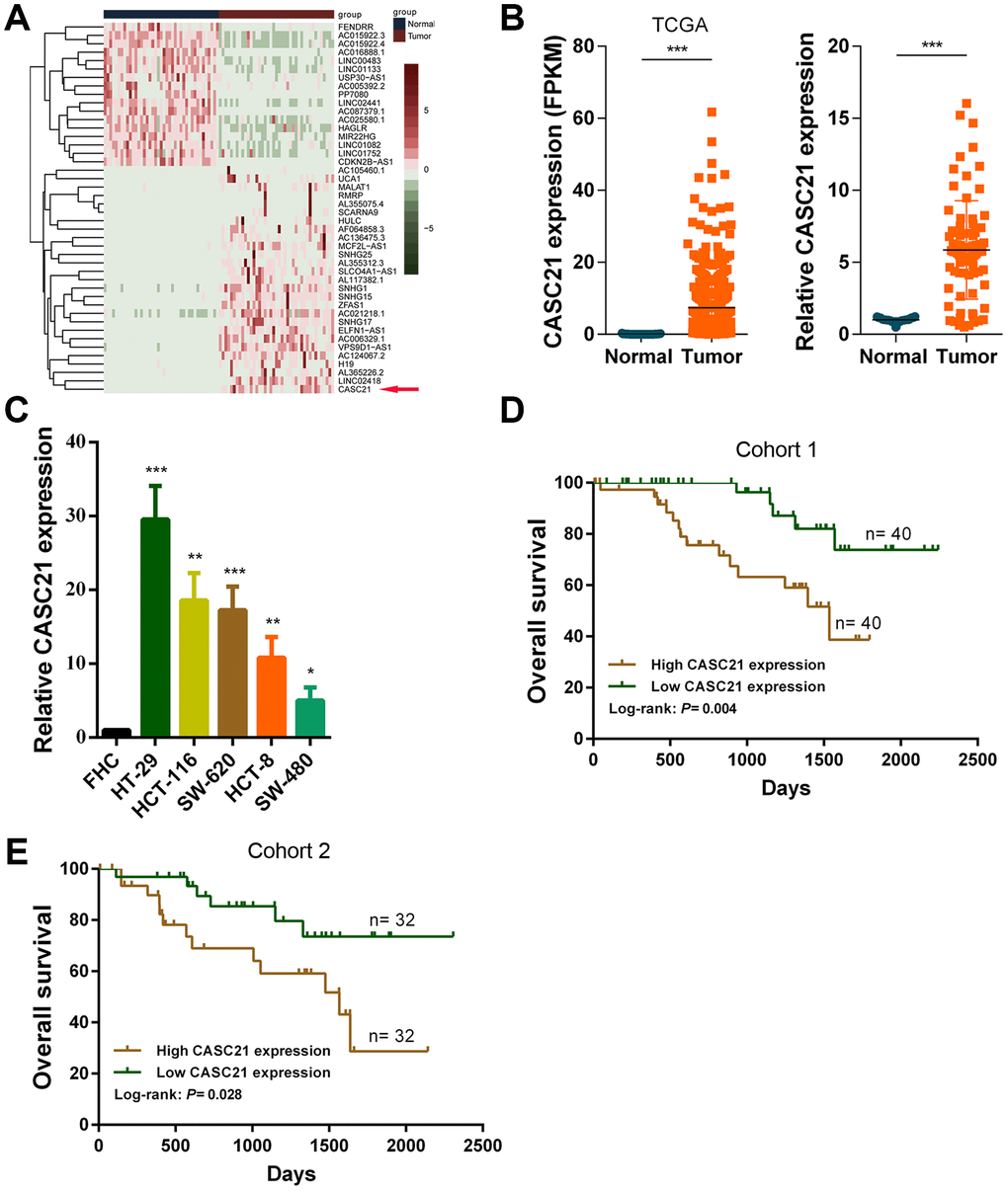 CASC21 expression is elevated in CRC and high CASC21 expression predicts poor prognosis. (A) Heatmap of abnormally expressed lncRNAs in CRC in TCGA database. Red in the heat map indicates upregulation, green indicates downregulation. The red arrow denotes CASC21. (B) Left panel: expression of CASC21 in CRC generated from RNA sequencing data from TCGA database. Right panel: qRT-PCR analysis of CASC21 expression in 80 pairs of CRC and corresponding adjacent normal tissues. (C) CASC21 expression in CRC cell lines (HT-29, HCT-116, SW-620, HCT-8 and SW-480) and normal colorectal epithelial cell FHC detected by qRT-PCR. (D) Kaplan-Meier survival analysis of CRC patients’ overall survival in cohort 1 based on CASC21 expression (n= 80, P= 0.004). (E) Kaplan-Meier survival analysis of CRC patients’ overall survival in cohort 2 based on CASC21 expression (n= 64, P= 0.004). All data represent mean ± SEM (n = 3-6). *P **P ***P 