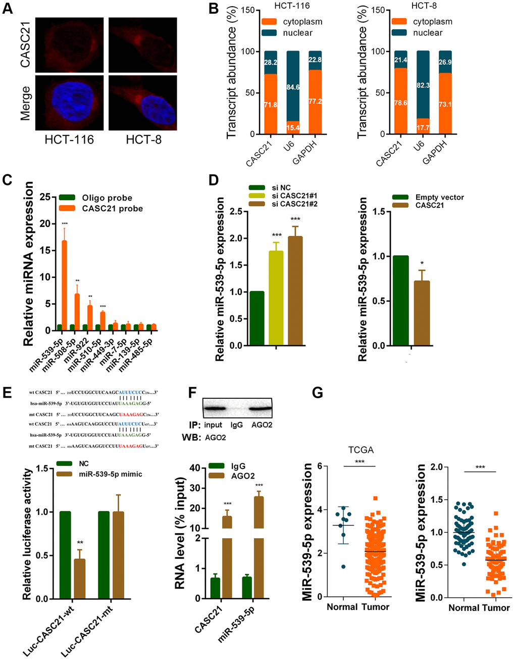 CASC21 acts as a sponge for miR-539-5p in the cytoplasm. (A) Representative FISH images showed the location of CASC21 in HCT-116 and HCT-8 cells (red). Nuclei were stained by DAPI (blue). (B) Relative CASC21 expression levels in the nuclear and cytoplasm fractions of HCT-116 and HCT-8 cells. Nuclear controls: U6, cytosolic controls: GAPDH. (C) The relative expression of candidate microRNAs which could potentially bind to CASC21 were quantified by qRT-PCR after the biotinylated-CASC21 pull-down assays in HCT-116 cells. (D) MiR-539-5p expression was detected in HCT-116 transfected with CASC21 siRNAs or CASC21 overexpression vector by qRT-PCR. (E) Dual luciferase reporter assays of wild type and mutant type (putative binding sites for miR-539-5p were mutated) CASC21 luciferase report vectors. Up panel, sequence alignment of miR-539-5p and their predicted binding sites (green) of CASC21. Predicted micorRNA target sequence (blue) in CASC21 (Luc-CASC21-wt) and positions of mutated nucleotides (red) in CASC21 (Luc-CASC21-mt). (F) RIP assays with an anti-Ago2 antibody to assess endogenous Ago2 binding RNAs, IgG was used as the negative control. The levels of CASC21 and miR-539-5p were determined by qRT-PCR and presented as fold enrichment in Ago2 relative to input. (G) Left panel: expression of miR-539-5p in CRC generated from RNA sequencing data from TCGA database. Right panel: qRT-PCR analysis of miR-539-5p expression in 80 pairs of CRC and corresponding adjacent normal tissues. All data represent mean ± SEM (n = 3-6). *P 