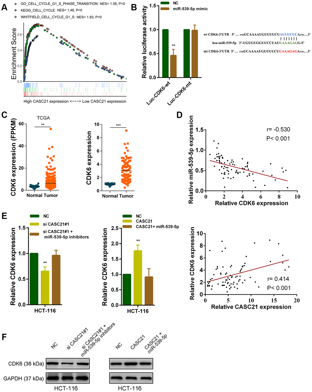 CASC21 regulates CDK6 expression by sponging miR-539-5p in CRC. (A) GSEA results were plotted to visualize the correlation between the expression of CASC21 and genes related to cell proliferation (KEGG