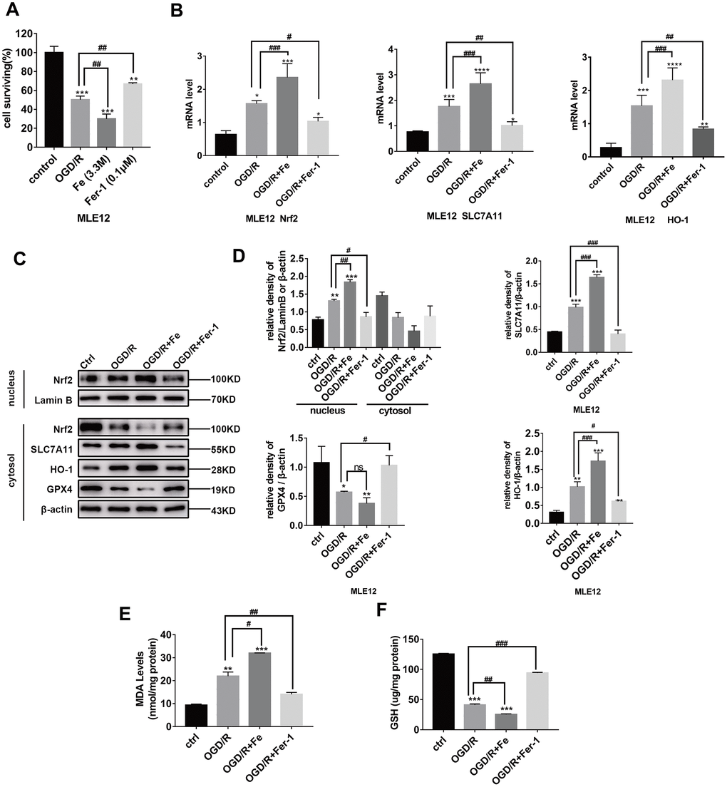 OGD/R induces ferroptosis in pulmonary epithelial cells and increases the level of Nrf2 /SLC7A11/HO-1 expression during ferroptosis. (A) The cells surviving after OGD (8 h)/R (12 h), while the administration of Fe (3.3M) (800 μg/mL)/Fer-1 (0.1 μM) can respectively increase or decrease the ratio. (B) Relative mRNA expression of Nrf2, HO-1, and SLC7A11 in MLE12. (C) Western blotting of Nrf2, HO-1, GPX4, and SLC7A11 protein expression in each group. (D) The representative quantification of these proteins. (E) The level of lipid peroxide MDA in each group. (F) The GSH level in each group. The error bars represent the standard error from three replicates. Data are presented as the mean ± SEM. *P P P 