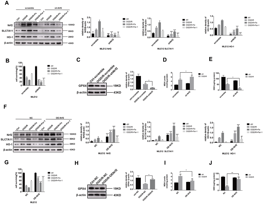 Nrf2 activation contributes to ferroptosis resistance. The cells were transfected with lentiviruses (A and F). Western blot analysis of the level of Nrf2, HO-1, and SLC7A11 protein expression in each group and the representative quantification of these proteins. (B and G) Cell viability was determined by a CCK-8 assay (n = 3). (C and H) Western blot analysis of the level of GPX4 protein expression in each group and the representative quantification of GPX4. (D and I) The level of lipid peroxide MDA in each group. (E and J) The level of GSH in each group. The error bars represent the standard error from three replicates. Data are presented as the mean ± SEM. *P P P 