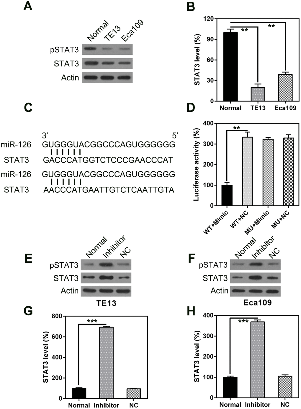 STAT3 is a direct target of miR-126. WB (A) and qPCR (B) were used to measure STAT3 expression in ESCC cells. (C) Graphical illustration of the conservative miR-126 binding motif in the STAT3 3’-UTR. (D) DLRA with luciferase reporter constructs of WT or MU STAT3 3’-UTR following transfection with the miR-126 mimic. Luciferase activity was standardized to β-galactosidase. Treatment with the miR-126 mimic dramatically reduced the relative luciferase activity in the WT 3’-UTR. WB (E, F) and qPCR (G, H) were used to measure STAT3 protein and mRNA expression following transfection with miR-126 or NC inhibitors. Results are displayed as the average ± SD. *P P P 