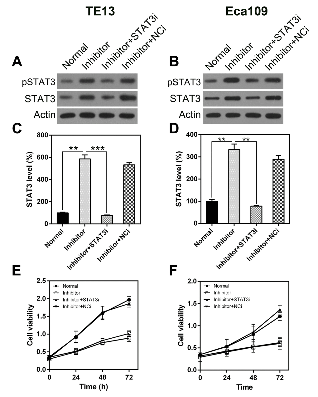 STAT3 silencing rescues the inhibitory effect of miR-126 on ESCC cell proliferation. STAT3 expression was detected in TE13 and Eca109 cells at both the protein (A, B) and mRNA (C, D) levels. STAT3i represents RNA knock-down of STAT3. (E, F) STAT3 knock-down affected the proliferation of TE13 and Eca109 cells.