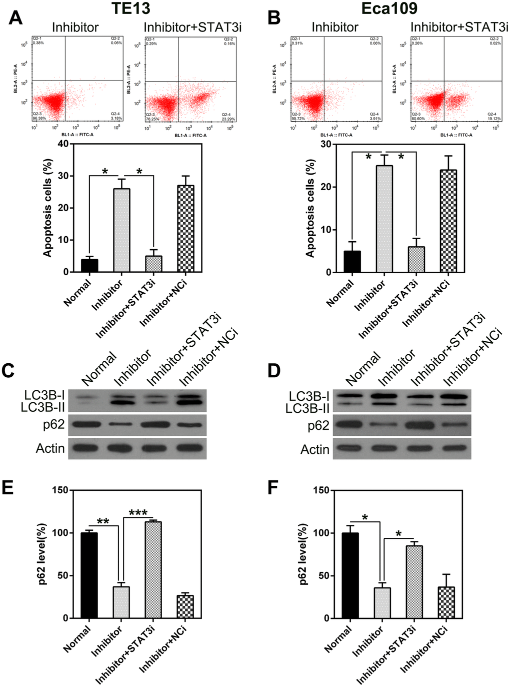 STAT3 silencing suppresses the apoptosis and autophagy in ESCC cells caused by miR-126 silencing. ESCC cells were treated with an miR-126 inhibitor plus shRNA-STAT3 or shRNA-NC. (A, B) STAT3 knock-down eliminated the increase in apoptosis caused by miR-126 inhibition. FC with annexin V-FITC and PI staining was used to assess early apoptosis in TE13 and Eca109 cells at 36 h post transfection. (C, D) WB was used to examine LC3B and p62 protein levels in cells after transfection. (E, F) qPCR was used to measure p62 mRNA expression in TE13 and Eca109 cells after different treatments. Results are displayed as the average ± SD. *P P P 