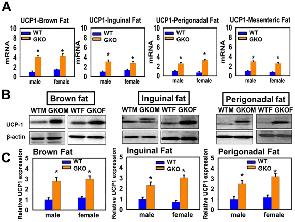 Effects of global deletion of Growth Hormone Receptor (GKO mouse) on the expression of UCP1 in adipose tissue. (A) Total RNAs were isolated from interscapular (brown fat), mesenteric, inguinal and perigonadal adipose tissues of 24-week-old wild type littermate control mice (WT) and GKO mice. mRNA levels of UCP1 (brown and beige fat marker) were measured by qRT-PCR. Data (mean ± SEM; n = 4) were normalized by the amount of GAPDH mRNA and expressed relative to the corresponding male WT value. *P B) Cell lysate was prepared from interscapular (brown fat), inguinal and perigonadal adipose tissues of 24-week-old WT and GKO mice. Protein levels of UCP1 (brown and beige fat marker) were then measured by western blotting. Representative gel images are shown. (C) Relative protein expression was normalized to β-actin levels. Values are mean ±SEM (n = 4).