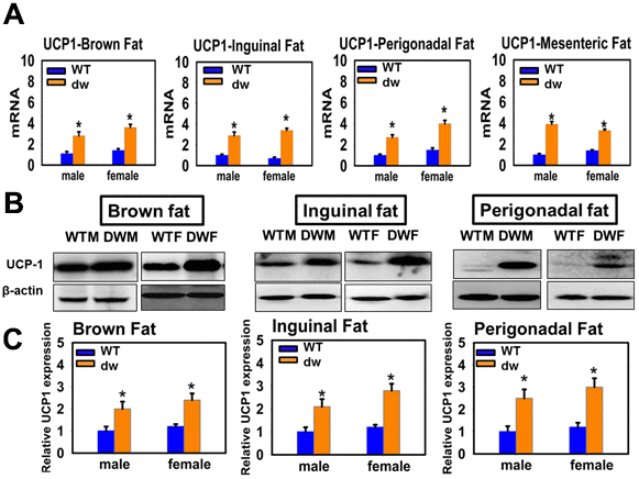 Expression of UCP1 in adipose tissue of Snell Dwarf mice (dw). (A) RNA was isolated from brown fat, mesenteric, inguinal and perigonadal adipose tissues of 24-week-old littermate control (WT) mice and Snell Dwarf mice (dw). mRNA levels of UCP1 were measured by qRT-PCR. Data (mean ± SEM; n = 4) were normalized by the amount of GAPDH mRNA and expressed relative to the corresponding male WT value. *P B) Cell lysate was prepared from brown fat, inguinal and perigonadal adipose tissues of 24-week-old WT and dw mice, and protein levels of UCP1 were measured by western blotting. Representative gel images are shown. (C) Relative protein expression was normalized to β-actin levels. Values are mean ±SEM (n = 4).