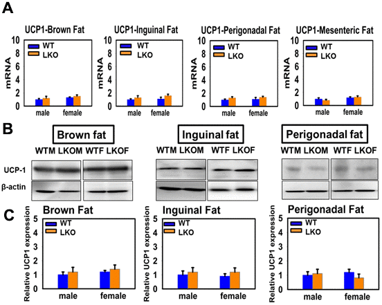 Effects of liver-specific deletion of GHR (LKO mice) on the expression of UCP1 in adipose tissue. (A) Total RNAs were isolated from brown fat, mesenteric, inguinal and perigonadal adipose tissues of 24-week-old WT mice and LKO mice. mRNA levels of UCP1 were measured by qRT-PCR. Data (mean ± SEM; n = 4) were normalized by the amount of GAPDH mRNA and expressed relative to the corresponding male WT value. *P B) Cell lysate was isolated from interscapular (brown fat), inguinal and perigonadal adipose tissues of 24-week-old WT mice and LKO mice, and protein levels of UCP1 were measured by western blotting. Representative gel images are shown. (C) Relative protein expression was normalized to β-actin levels. Values are mean ±SEM (n = 4).