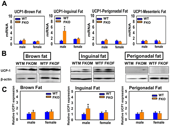 Effects of fat-specific deletion of GHR (FKO mice) on the expression of UCP1 in adipose tissue. (A) Total RNAs were isolated from brown fat, mesenteric, inguinal and perigonadal adipose tissues of 24-week-old WT mice and FKO mice. mRNA levels of UCP1 were measured by qRT-PCR. Values were normalized by the amount of GAPDH mRNA and expressed relative to the corresponding male WT value. *P B) Cell lysate was isolated from interscapular (BAT), inguinal and perigonadal adipose tissues of 24-week-old WT mice and FKO mice, and protein levels of UCP1 were measured by western blotting. Representative gel images are shown. (C) Relative protein expression was normalized to β-actin levels. Values are mean ±SEM (n = 4).