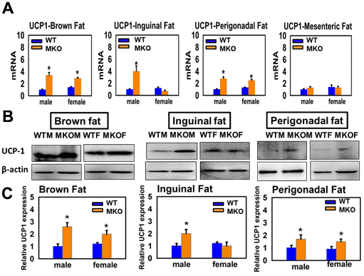 Effects of muscle-specific deletion of GHR (MKO mice) on the expression of UCP1 in adipose tissue. (A) Total RNA was isolated from brown fat, mesenteric, inguinal and perigonadal adipose tissues of 24-week-old WT mice and MKO mice. mRNA levels of UCP1 were measured by qRT-PCR. Values were normalized by the amount of GAPDH mRNA and expressed relative to the corresponding male WT value. *P B) Cell lysate was isolated from interscapular (brown fat), inguinal and perigonadal adipose tissues of 24-week-old WT mice and MKO mice, and protein levels of UCP1 were measured by western blotting. Representative gel images are shown. (C) Relative protein expression was normalized to β-actin levels. Values are mean ±SEM (n = 4).