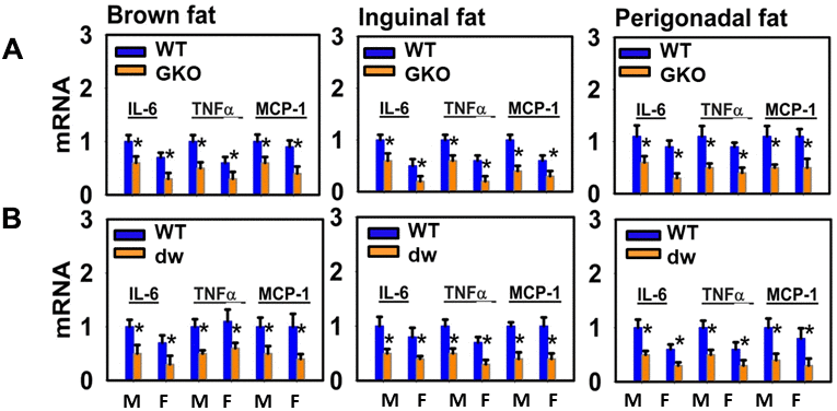 Adipose tissue macrophage infiltration and macrophage M1-M2 polarization of long-lived mice (DW and GKO). (A) Quantitative RT-PCR analysis of total RNA isolated from brown fat, inguinal and perigonadal adipose tissues of 24-week-old GKO mice and WT littermate mice for IL-6, TNFα, MCP-1 mRNAs. Values were normalized by the amount of GAPDH mRNA and expressed relative to the corresponding male WT value. *P B) Quantitative RT-PCR analysis of total RNA isolated from brown fat, inguinal and perigonadal adipose tissues of 24-week-old dw mice and WT mice for IL-6, TNFα, MCP-1 mRNAs. Data (mean ± SEM; n = 4) are expressed relative to the corresponding male WT value. *P 