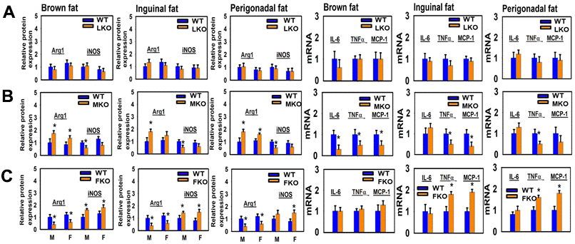 Adipose tissue macrophage infiltration and macrophage M1-M2 polarization of tissue-specific GHR KO mice (LKO, MKO and FKO). The three left panels show relative protein expression (Arginase1 and iNOS) in brown fat, inguinal and perigonadal adipose tissues of 24-week-old LKO (A), MKO (B), and FKO (C) was normalized to β-actin levels. Values are mean ±SEM (n = 4). *P A), MKO (B), and FKO (C) mice and WT mice for IL-6, TNFα, MCP-1 mRNAs. Data (mean ± SEM; n = 4) were normalized by the amount of GAPDH mRNA and expressed relative to the corresponding male WT value. *P 