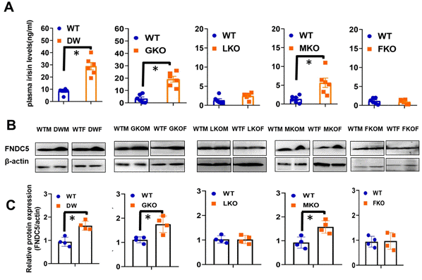 Plasma irisin levels and expression of FNDC5 in muscle tissue of WT and mutant mice (DW, GKO, LKO, MKO and FKO). (A) Irisin content was measured by ELISA assay on plasma samples of 24-week-old WT and mutant mice model (DW, GKO, LKO, MKO and FKO). Data are shown as mean ± SEM for each group (n = 6). *P B) Cell lysate was prepared from gastrocnemius muscle of 24-week-old WT and mutant mice (DW, GKO, LKO, MKO and FKO), and protein levels of FNDC5 were measured by western blotting. Representative gel images are shown. (C) Relative protein expression was normalized to β-actin levels. Values are mean ±SEM (n = 4). *P 