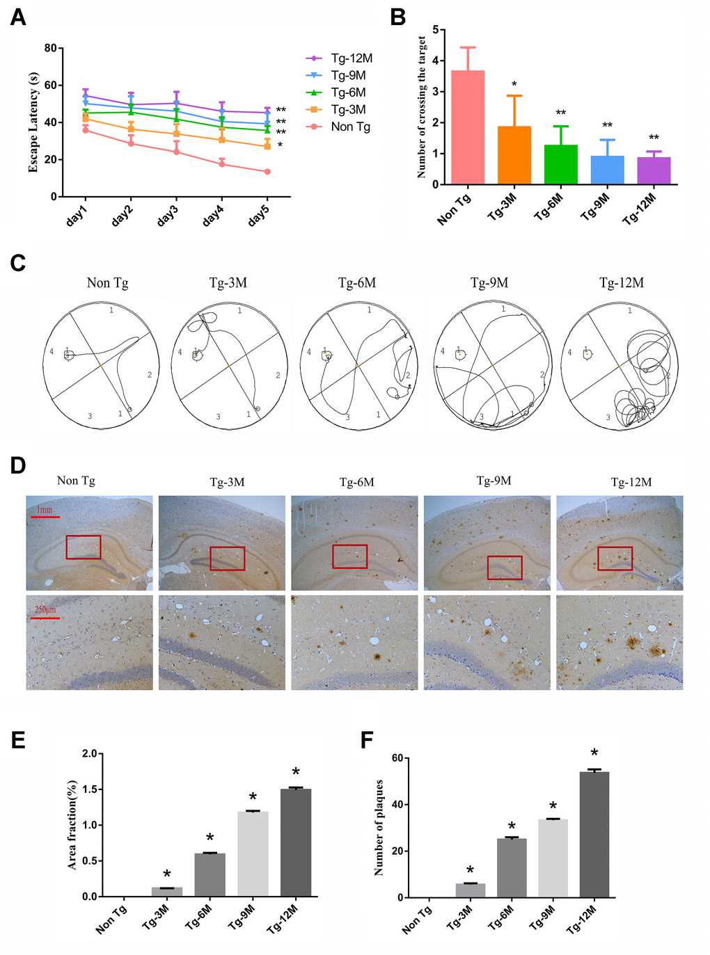 Cognitive function was impaired and insoluble Aβ deposition increased in hippocampus of APP/PS1 double transgenic mice. (A) The escape latency during 5 days of the MWM test. (B) Number of crossing the target in the last day of the MWM test. (n=5, two-way repeated-measures ANOVA, Tukey's test, * PC) The representative route track map of each group of mice. (D) Immunohistochemical staining shows amyloid protein expression in the hippocampus of different groups (Scale bar=1 mm, Scale bar=250 μm). (E, F) Area fraction and number of plaques of amyloid protein in each group. (* P