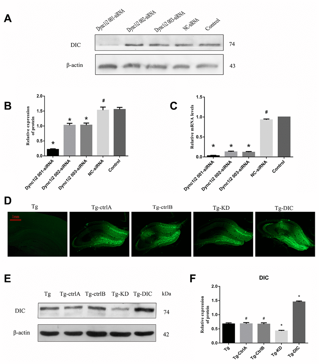 Knockdown and overexpression of DIC in hippocampus of APP/PS1 double transgenic mice. (A–C) Screening DIC interference sequences (# P>0.05,* PD–F) Verification of AAVs infection efficiency (# P>0.05,* P