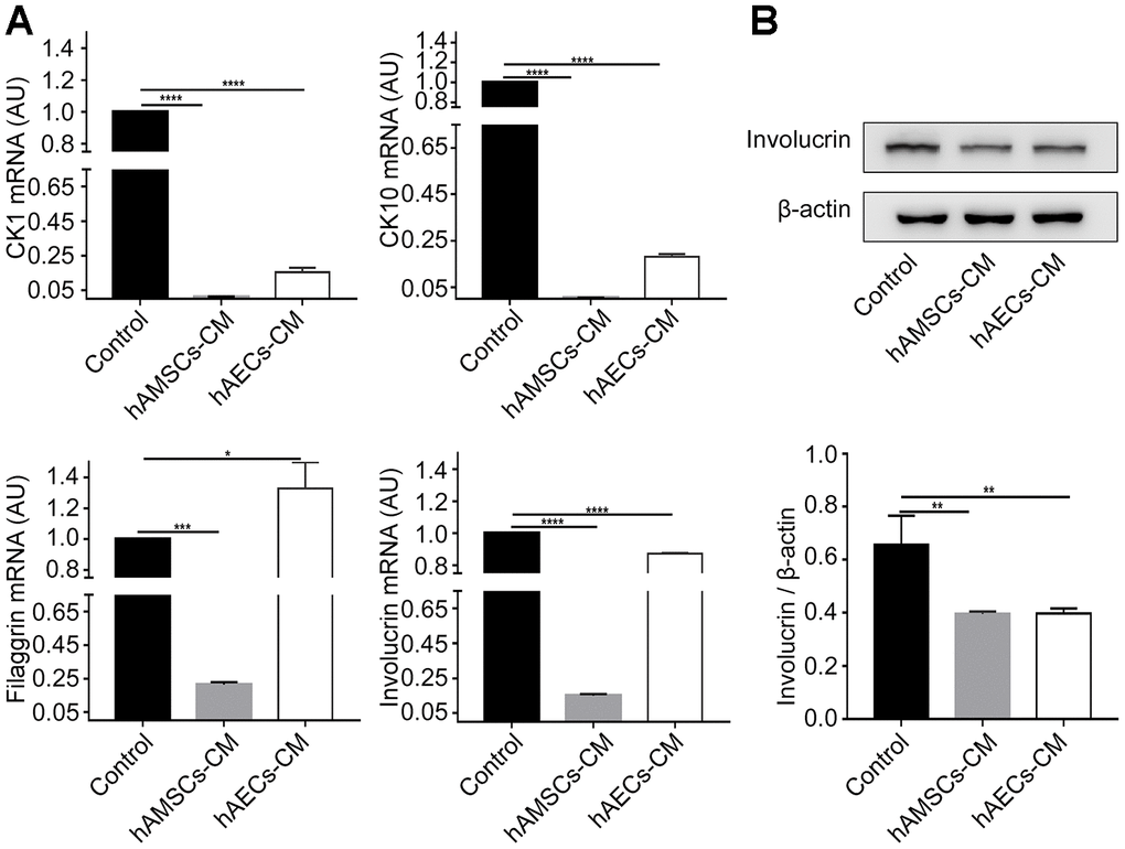 In vitro culturing with hAMSCs-CM (condition media of hAMSCs) and hAECs-CM (condition media of hAECs) inhibits keratinocyte differentiation. (A) Histogram plots show relative mRNA levels of CK1 (Cytokeratin 1), CK10 (Cytokeratin 10), Involucrin and Filaggrin in keratinocytes grown in control medium, hAMSCs-CM and hAECs-CM. (B) Representative image (Top) and histogram plot (bottom) shows western blot analysis of involucrin protein levels relative to β-actin in keratinocytes grown in control medium, hAMSCs-CM and hAECs-CM. Note: The values are expressed as means ±SEM. ****p 