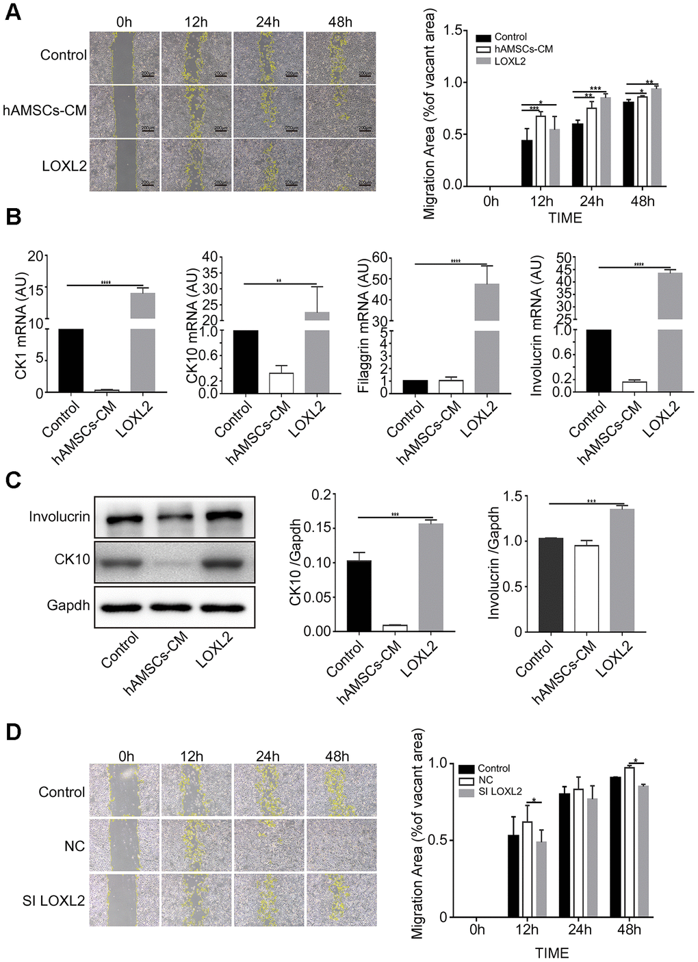 LOXL2 (Lysyl oxidase-like 2) promotes migration and differentiation of keratinocytes. (A) Representative images of the scratch wound assay show migration of keratinocytes at 0, 12, 24 and 48 h in control medium, LOXL2 and the hAMSCs-CM groups. The histogram shows the migration area in each group at various time points. (B) The histogram shows the relative mRNA levels of keratinocyte differentiation markers, CK1, CK10, Involucrin and Filaggrin in the control medium, LOXL2 and the hAMSCs-CM groups. (C) Representative images (left) and histogram plot (right) shows western blot results of involucrin and CK10 protein expression relative to GAPDH in the control medium, LOXL2 and the hAMSCs-CM groups. The values are expressed as means ±SEM. (D) Representative images show the results of the scratch wound assay at various time points (0, 12, 24 and 48 h) on the migration of keratinocytes in control medium, Si-NC-hAMSCs-CM and Si-LOXL2-hAMSCs-CM groups. The histogram plot shows the quantification of the cell migration area in each group at various time points. Note: ****p 