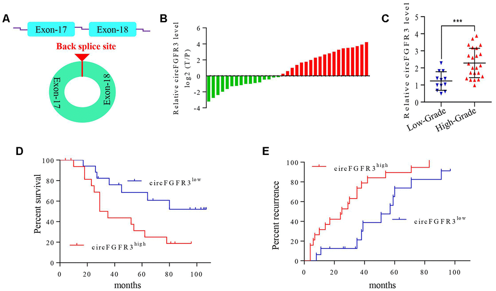 circFGFR3 is overexpressed in OC tissues and is associated with the patients’ poor prognosis. (A) Schematic illustration showing the circularization of MET exons 17 and 18 forming circFGFR3; (B) qRT-PCR were used to detect circFGFR3 expression in OC tissues and adjacent normal tissues, GAPDH served as an internal control. (C) The diagram shows the circFGFR3 expression in OC samples from 35 patients divided into stage I-II and stage III-IV groups, ***PD and E) Kaplan-Meier method was used to analyze the survival and recurrence rates of 35 patients with OC.