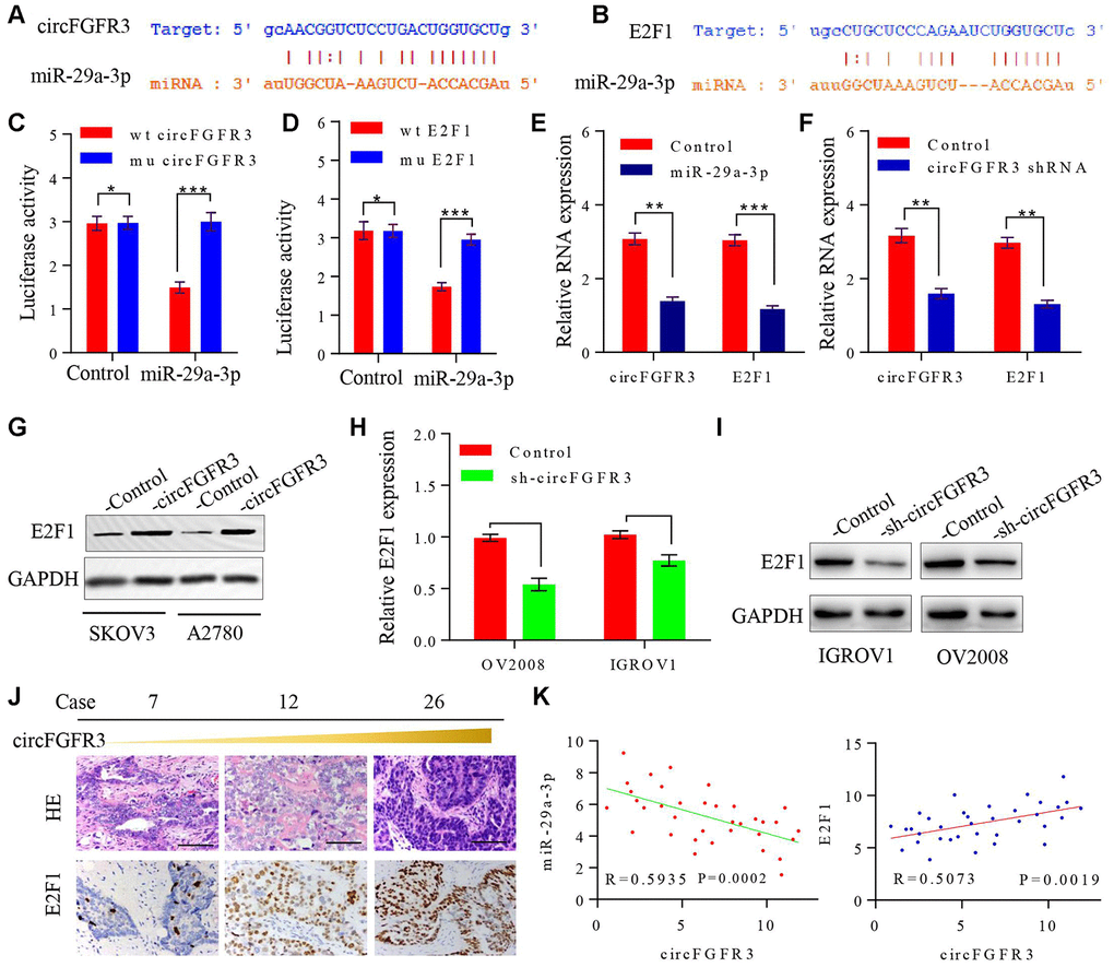 circFGFR3 as a ceRNA sponge of miR-29a-3p in OC cells. (A) A schematic drawing presenting the putative binding sequence of circFGFR3 and miR-29a-3p; (B) A schematic drawing showing the putative binding sequence of miR-29a-3p and the E2F1 3’UTR; (C and D) Plasmids encoding wild-type and mutated circFGFR3 or E2F1 3’-UTR were transfected into SKOV3 cells with or without miR-29a-3p mimics. Luciferase activity was detected 48 h after transfection. (E) circFGFR3 and E2F1 expression changes on the basis of enhanced miR-29a-3p were detected in OC cells by using qRT-PCR. (F) circFGFR3 and E2F1 expression changes on the basis of circFGFR3 shRNA expression were detected in OC cells by using qRT-PCR. **PG) circFGFR3 overexpression increased E2F1 expression in OC cells; (H and I) circFGFR3 knockdown in OC cells with high levels of circFGFR3 decreased E2F1 expression; (J) Representative immunohistochemistry images showing a positive correlation between circFGFR3 and E2F1 in OC tissues, bar=100 μm; (K) Diagram showing a negative correlation between miR-29a-3p and circFGFR3 in OC tissues. A positive correlation between circFGFR3 and E2F1 was observed in OC tissues.