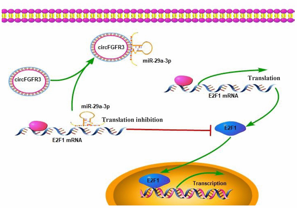 Working model: An increase in the expression of circFGFR3 promotes the progression of OC.