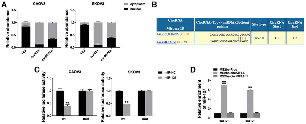 circKIF4A acts as a sponge for miR-127. (A) The expression levels of nuclear control (18S), cytoplasmic control (GAPDH) and circKIF4A were detected. (B) The predicted binding sites of miR-127 within the circKIF4A sequence. (C) Luciferase assay of cells co-transfected with miR-127 mimics and wild type or mutant luciferase reporter. (D) MS2-based RIP assay transfected with MS2bs-circKIF4A, MS2bs-circKIF4Amt or control. **P 