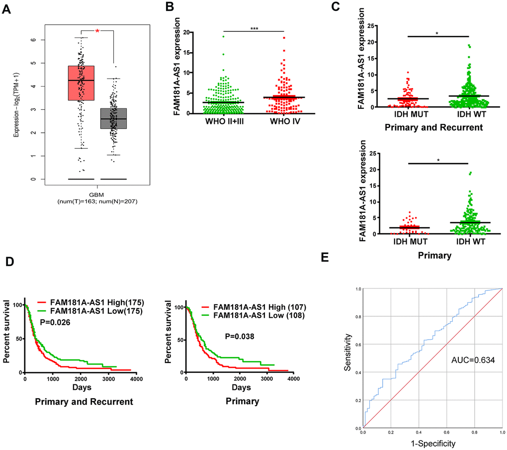 High lncRNA FAM181A-AS1 expression correlates with poor prognosis of glioma patients. (A) TCGA and GTEx database analyses show FAM181A-AS1 expression in glioma (n=163) and non-cancerous brain tissue samples (n=207). (B) CGGA database analysis shows FAM181A-AS1 expression in WHO stage II/III (n=105) and WHO stage IV (n=109) glioma patients. (C) CGGA database analysis shows FAM181A-AS1 expression in glioma patients with wild-type (n=175) or mutant IDH genotypes (n=33). (D) Kaplan-Meier survival curve analysis shows overall survival of glioma patients with high or low FAM181A-AS1 expression. (E) ROC curves analysis shows the sensitivity and specificity of FAM181A-AS1 expression in glioma samples. Note: *PP