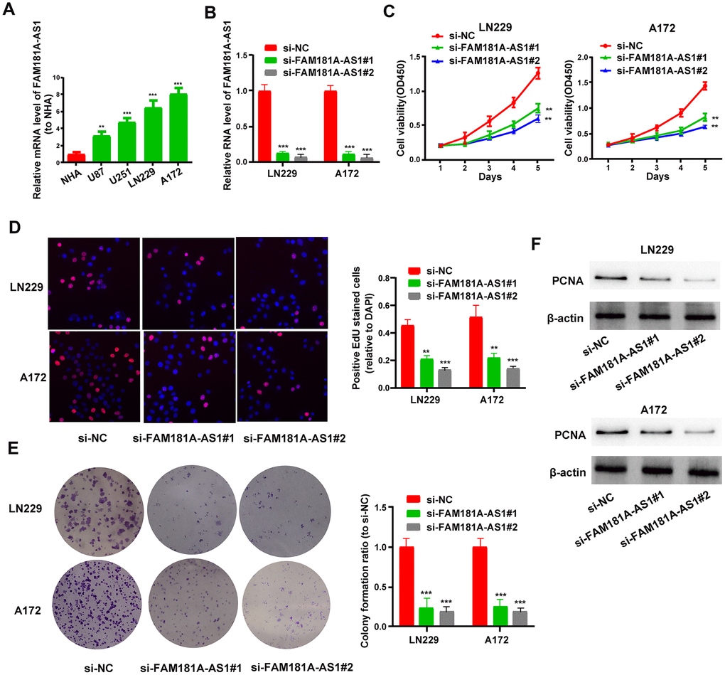 FAM181A-AS1 knockdown inhibits glioma cell proliferation and colony formation. (A) QRT-PCR analysis shows FAM181A-AS1 levels in the four glioma cell lines, namely, LN229, A172, U87 and U251, and the control normal human astrocyte (NHA) cell line. (B) QRT-PCR analysis shows FAM181A-AS1 levels in si-NC- and si-FAM181A-AS1-transfected LN229 and A172 cell lines. (C, D) CCK-8 and EdU assay results show proliferation of si-NC- and si-FAM181A-AS1-transfected LN229 and A172 cell lines. (E) Colony formation assay results show the numbers of colonies formed by si-NC- and si-FAM181A-AS1-transfected LN229 and A172 cells. (F) Western blot analysis shows the levels of PCNA protein in si-NC- and si-FAM181A-AS1-transfected LN229 and A172 cell lines. Note: **PP