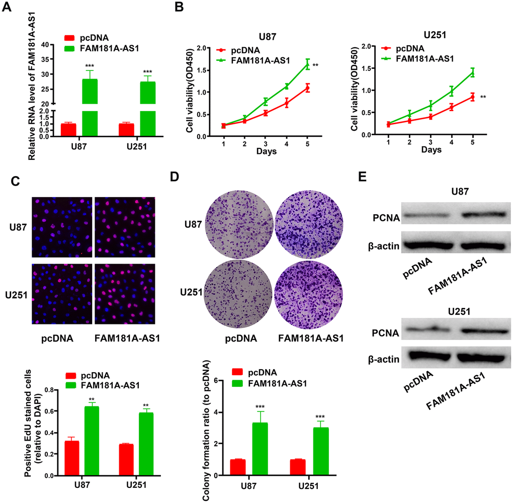 FAM181A-AS1 overexpression promotes cell proliferation and colony formation. (A) QRT-PCR analysis shows FAM181A-AS1 levels in pcDNA3.1- and pcDNA3.1-FAM181A-AS1-transfected U87 and U251 cell lines. (B, C) CCK-8 and EdU assay results show proliferation of control and FAM181A-AS1-overexpressing U87 and U251 cell lines. (D) Colony formation assay shows the total numbers of colonies formed by control and FAM181A-AS1-overexpressing U87 and U251 cell lines. (E) Western blot analysis shows the levels of PCNA protein in control and FAM181A-AS1-overexpressing U87 and U251 cell lines. Note: **PP