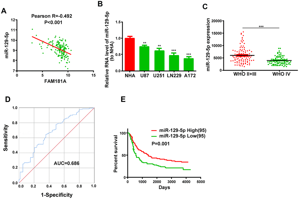 Low miR-129-5p expression correlates with advanced tumor stage and poor survival of glioma patients. (A) Pearson correlation analysis shows the relationship between FAM181A-AS1 and miR-129-5p expression in glioma patients from the CGGA database. (B) QRT-PCR analysis shows miR-129-5p expression in the four glioma cell lines and the control NHA cell line. (C) QRT-PCR analysis shows miR-129-5p expression in patients with WHO stage II/III or WHO stage IV glioma from the CGGA database. (D) ROC curve analysis shows the sensitivity and specificity and AUC value of miR-129-5p expression in glioma samples. (E) Kaplan-Meier survival curve analysis shows the overall survival of glioma patients with high or low miR-129-5p expression. Note: **PP
