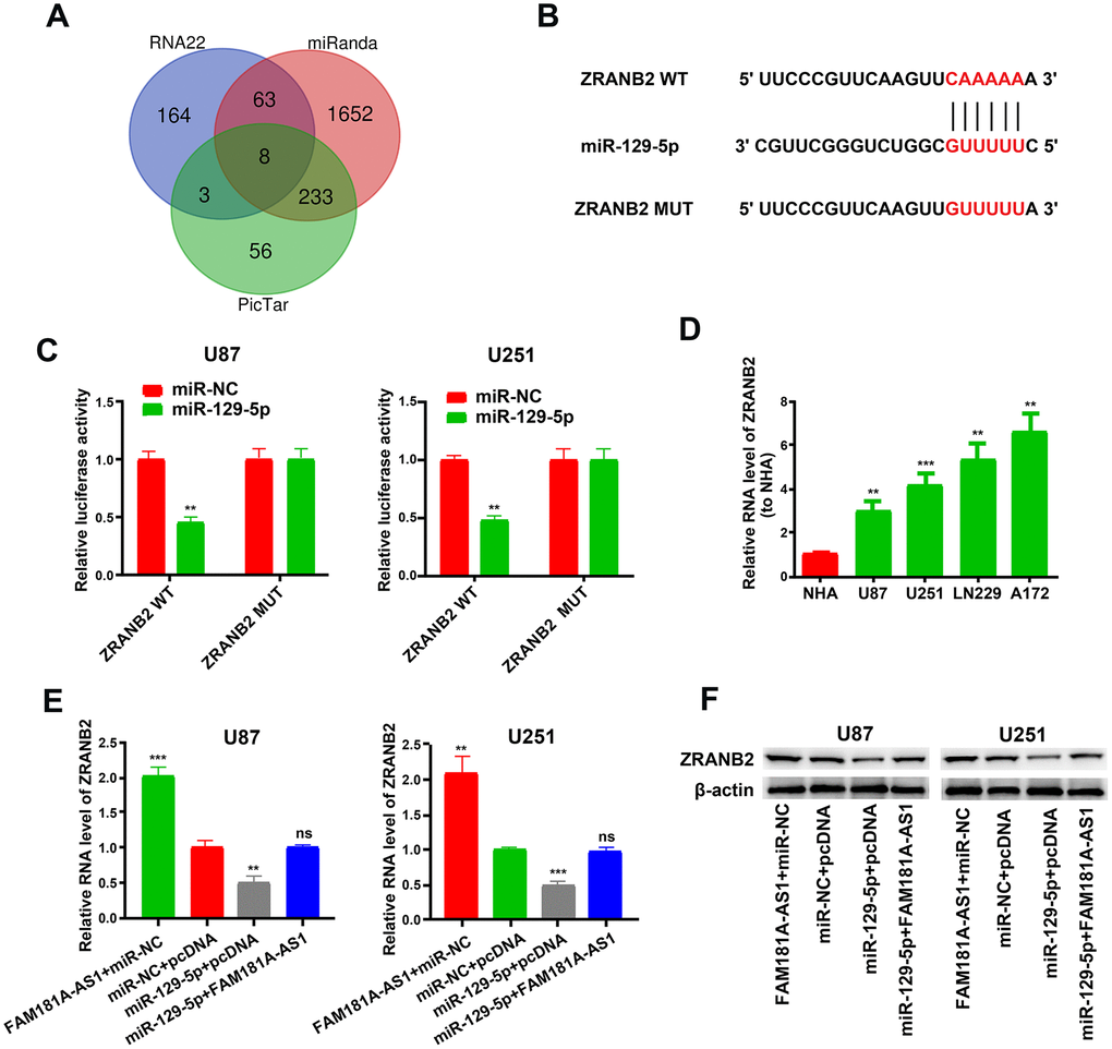 ZRANB2 is a downstream target gene of miR-129-5p. (A) RNA22, miRanda and PicTar analyses results show identification of 8 potential miR-129-5p target genes, namely, ZNF646, RBPJ, CAMTA1, FBXW7, ZRANB2, L1CAM, PDS5A and ZFHX3. (B) Diagrammatic representation shows miR-129-5p binding sites in the WT and MUT 3'UTR of ZRANB2. (C) Dual luciferase reporter assay results show relative luciferase activity in U87 and U251 cell lines transfected with miR-129-5p mimic and plasmid vectors carrying WT or MUT 3′UTR of ZRANB2. (D) QRT-PCR results show ZRANB2 mRNA levels in glioma cell lines and the control NHA cell line. (E, F) QRT-PCR and Western blot analyses show ZRANB2 mRNA and protein levels, respectively, in FAM181A-AS1-overexpressing U87 and U251 cell lines transfected with miR-NC or miR-129-5p mimic. Note: **PP