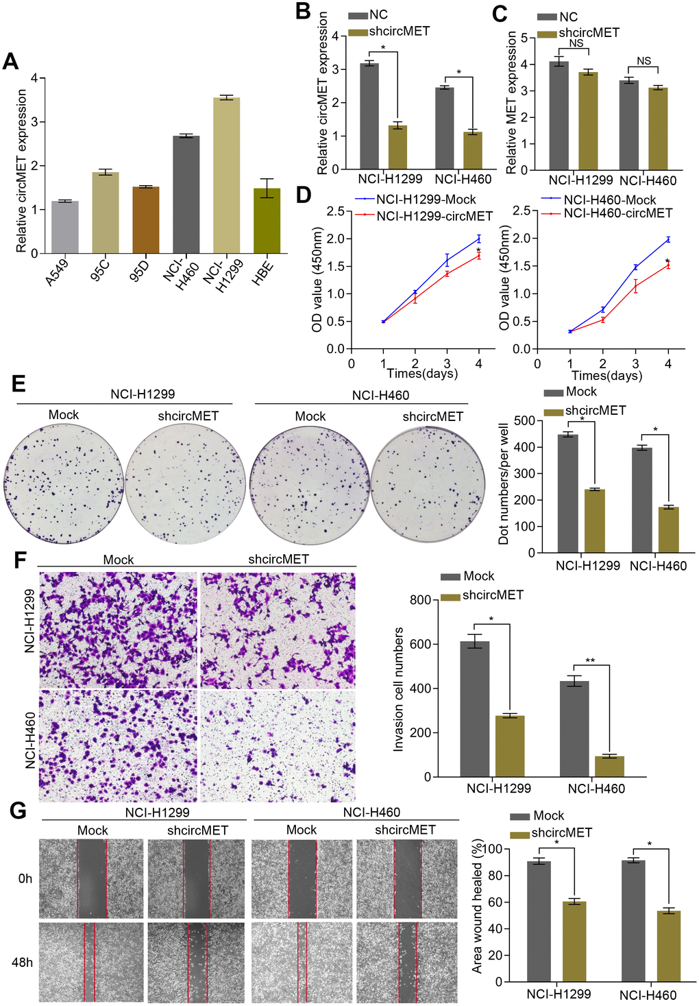 circMET exerts oncogenic effects in NSCLC cell lines. (A) Relative expression of circMET in several human NSCLC cell lines was examined by qRT-PCR normalized to GAPDH expression. (B) and (C) The efficiency of transfection in the NCI-H1299 and NCI-H460 cell lines was confirmed by qRT-PCR analysis, whereas the circMET expression was unchanged. GAPDH was used as a control for loading. (D) and (E) Cell proliferation in NSCLC cells with different circMET expression was assessed by CCK-8 (D) and colony formation assays (E). (F) and (G) Cell invasion and migration abilities were assessed by Matrigel transwell (F) and wound healing assays (G), respectively. Scale bar: 100 μm. The data was represented as the mean ± SD, * p 