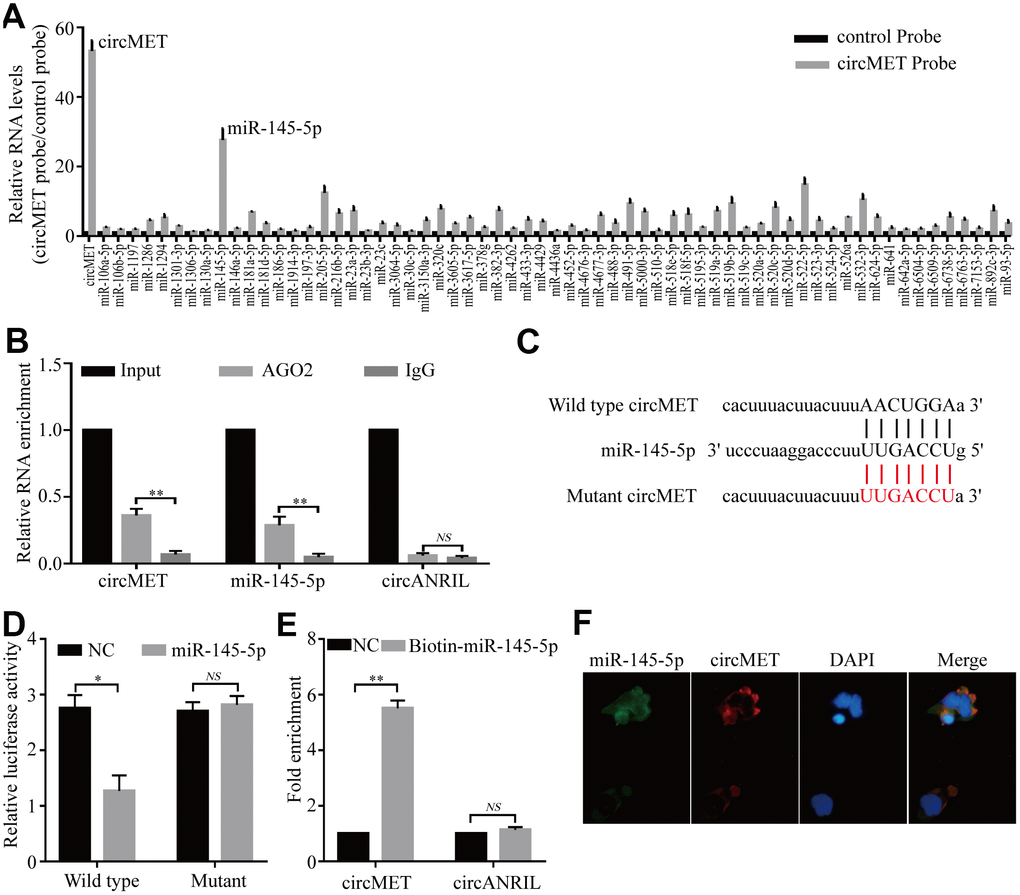 circMET may function as a sponge for miR-145-5p. (A) CircRIP experiments were performed in A549 cells using a circMET probe and NC probe. (B) RIP assays were performed on extracts from NSCLC cells using an antibody against AGO2. (C) The putative miR-145-5p binding sites with respect to circMET were predicated by StarBase v3.0. (D) The luciferase activity of pLG3-circMET in HEK-293T cells after cotransfection with miR-145-5p. (E) The level of circMET in the streptavidin-captured fractions from the NSCLC cell lysates after transfection with biotinylated miR-145-5p or control RNA (NC). cANRIL was used as a NC. (F) Colocalization between miR-145-5p and circMET was observed by the double FISH assay. Nuclei were stained with DAPI. Scale bar, 20um. The data was represented as the mean ± SD, * p 