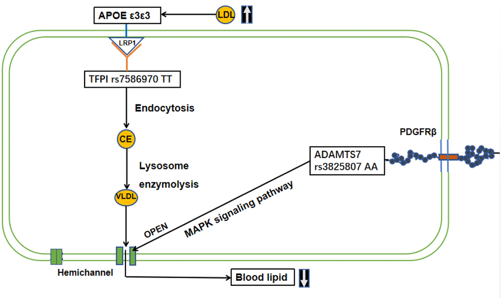 Mechanism or interactive pathway of TFPI, ADAMTS7 and APOE in lipid metabolism homeostasis in longevity. TFPI rs7586970 TT, with normal function, can be formed lipoprotein-associated coagulation inhibitor (LACI) through C-terminal region glycophosphatidylinositol (GPI) anchoring point by binding to LDL receptor (LDLR)-related proteins, known as Low-Density Lipoprotein Receptor Associated Protein 1(LRP1). APOE also regulates blood cholesterol levels by binding to LDLR. When the blood lipid concentration increases, APOE transport of lipids by binding to LRP1. Then, TFPI rs7586970 TT interacts with APOE via the LRP1to carry out endocytosis. After that convert lipid to cholesterol ester (CE). The CE is broken down into VLDL by enzymolysis in lysosomes. In the meantime, ADAMTS7 rs3825807 AA activates PDGFR-β enzyme activity to bond PDGF. The combination of PDGF and PDGFR-β can result in VSMC migration in the MAPK pathway. PDGFR-β is a typical tyrosine receptor kinase that activates downstream growth factors, such as receptor-binding protein 2 (Grb2), son of sevenless (Sos), Ras and other factors, activating the MAPK pathway and stimulating hemichannel opening to release VLDL into the extracellular environment or adjacent cells.