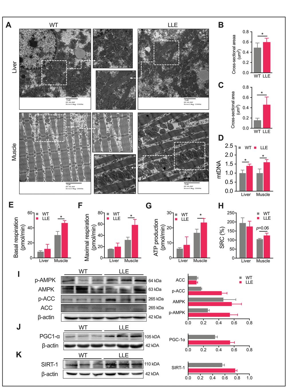 Enhanced mitochondrial function in LLE mice. (A) Electron micrographs of liver and gastrocnemius muscle of 32-week-old mice (Scale bar = 2μm). (B–C) Mitochondrial average cross-sectional area of liver and gastrocnemius muscle of 32-week-old mice (n=3 for each group). (D) Quantification of mitochondrial DNA (mtDNA) of 32-week-old mice by real-time PCR. (n=3 for each group). (E–H) Basal respiration rate, maximal respiration rate, ATP production, and spare respiration capacity (SRC) of liver and gastrocnemius muscle of 32-week-old mice (n=3 for each group). (I) Total and phosphorylated levels of AMPK and its downstream target, acetyl-CoA carboxylase (ACC) in LLE mice liver. (J–K) Western blot analysis and relative quantification of hepatic PGC1a and hepatic SIRT1. Data are presented as mean ± SEM. *, PPP