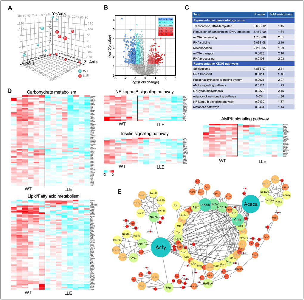 Altered gene expression pattern in LLE mice. (A) Principal component analysis (PCA) was performed on differentially expressed genes from the liver of 12-month old LLE mice. (n=6-8 for each group). (B) Volcano plot comparison of genes induced in LLE mice versus WT mice. (C) Gene ontology terms and KEGG pathway clustering of LLE mice. (D) Heatmap representation of genes involved in carbohydrate metabolism, lipid/fatty acid metabolism, NF-kappa B signaling, insulin signaling and AMPK signaling. (E) Protein-protein interaction network of differentially expressed genes of LLE mice.