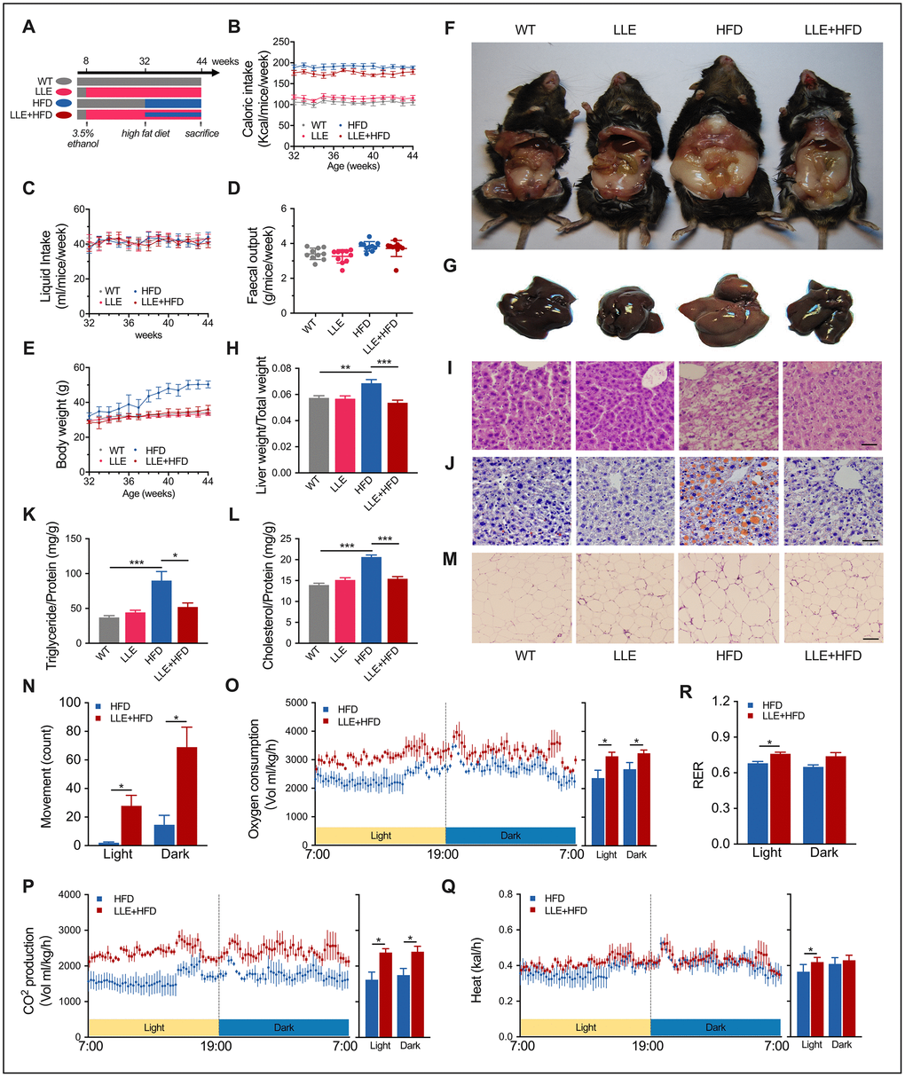 Low-dose ethanol intake resisted HFD-induced organ pathology. (A) Four group regimens. Mice fed with high-fat diet from week 32 to week 44. (B–E) Caloric intake, daily liquid intake, fecal output, and bodyweight of four groups (n=10 per group). (F) Representative anatomical images from four regimens after the 12-week treatment. HFD mice showed expanded visceral fat. (G) Representative images of mouse liver. HFD mice showed expanded fatty liver. (H) Liver weight ratio. (I–J) H&E staining and Oil Red O staining of liver after the 12-week treatment. Scale bar = 35μm. (K–L) Triglyceride and cholesterol level of liver (n=8 for each group). (M) H&E staining of adipose tissue. Scale bar = 70μm. (N–R) X-axis movement, Oxygen consumption rate, CO2 production rate, energy expenditure rate, and respiratory exchange ratio of HFD mice and LLE+HFD mice after the 12-week treatment (n=8 for each group). Data are presented as mean ± SEM. *, PPP