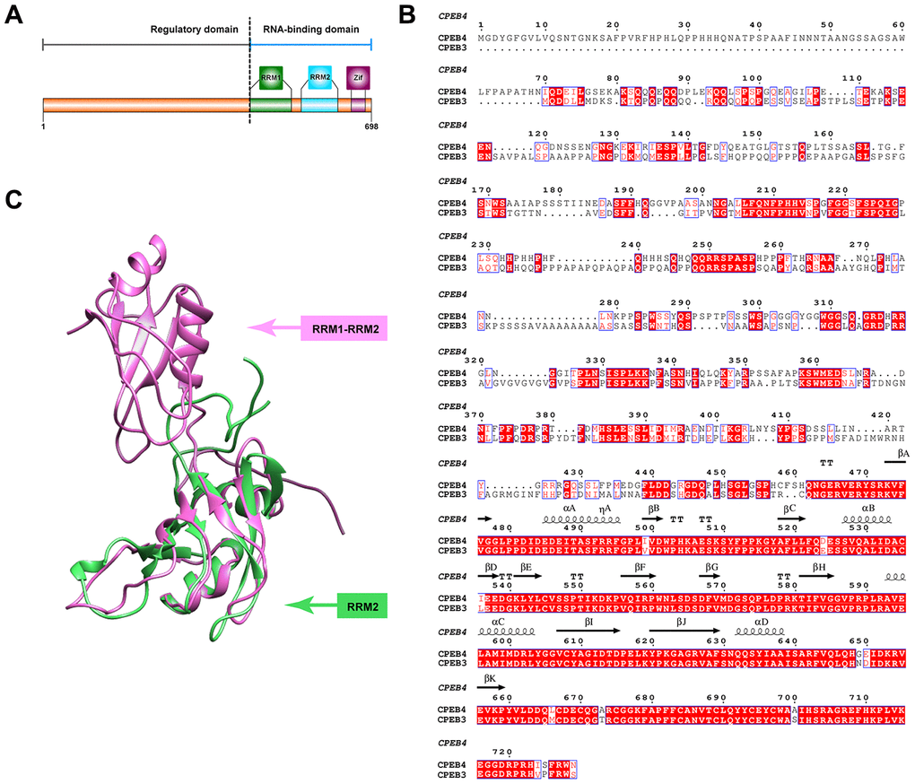 Structural features of CPEB3. (A) Primary features of CPEB3. The C terminal fragment of CPEB3 contains two highly conserved RNA recognition motifs (RRM1in forest green and RRM2 in blue) and one zinc-finger domain (Zif, in purple). A highly variable regulatory domain is embedded in the N terminal part of CPEB3. (B) Sequence alignment of human CPEB3 and CPEB4. Highly conserved residues between CPEB3 and CPEB4 are marked in red. The secondary structural element labeled on top of the corresponding residues are based on the reported fragment structure of CPEB4 (PDB number: 2MKJ). Numbering of amino acids corresponds to the CPEB4 protein. (C) Superposition of the reported CPEB3’s RRM1(PDB number:2RUG) and CPEB4’s RRM1 and RRM2 (PDB number: 2MKJ). The structure of CPEB3’s RRM1 and CPEB4’s RRM1 and RRM2 are displayed in cartoon and colored with forest green and pink, respectively.