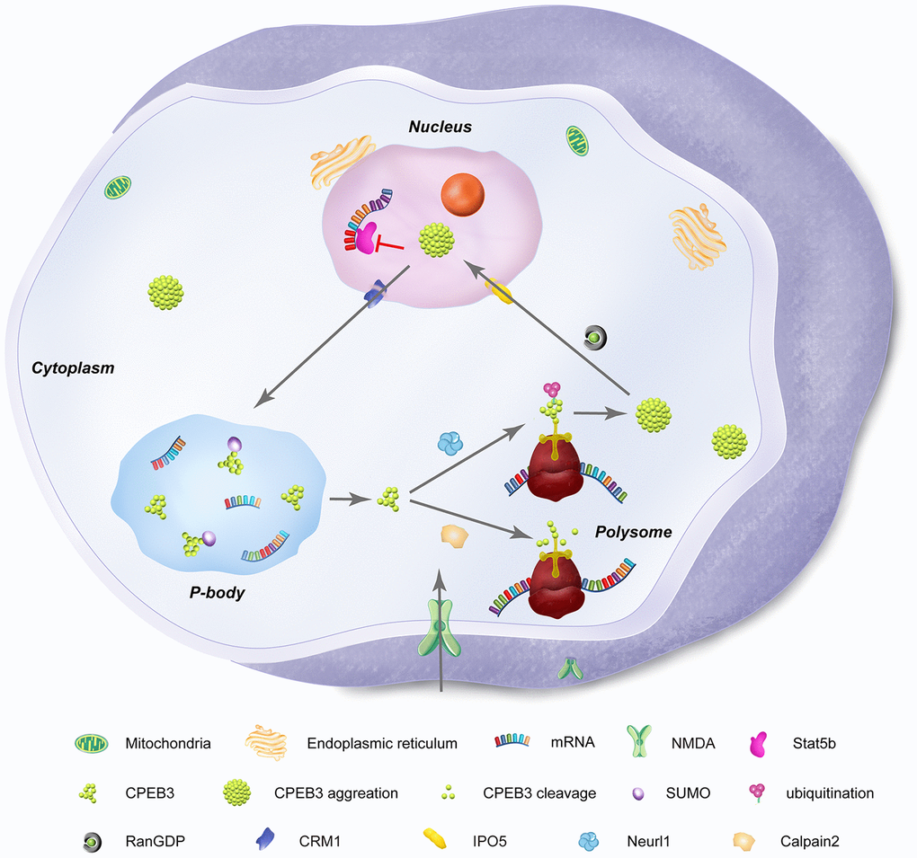 Subcellular distribution and functional states of neuronal CPEB3. CPEB3 is expressed both in nuclear and cytoplasmic fractions. In the nucleus, CPEB3 is synthesized and exported to the cytoplasm by a CRM1-mediated nuclear export signal. In the cytoplasm, CPEB3 plays a dual role in translation of target mRNA, largely influenced by the glutamatergic activation of the local synapse. In its basal state, CPEB3 is soluble, SUMOylated, and monomeric. This form of CPEB3 recruits target mRNA into P-bodies. NMDA stimulation signals transformation of CPEB3 by 1) calpain 2-mediated cleavage of CPEB3 interacting domains that promote its monomeric state or 2) Neurl1-mediated ubiquitination that promotes CPEB3 aggregation. CPEB3 aggregation promotes a functional switch into a translational activation state, generally occurring in polysomes. Finally, cytosolic CPEB3 can be translocated back into the nucleus by the importin IPO5 (Ran GDP-dependent) in a CMR1–mediated manner, where CPEB3 then interacts with Satb5 to repress transcription of Satb5-interacting mRNA.