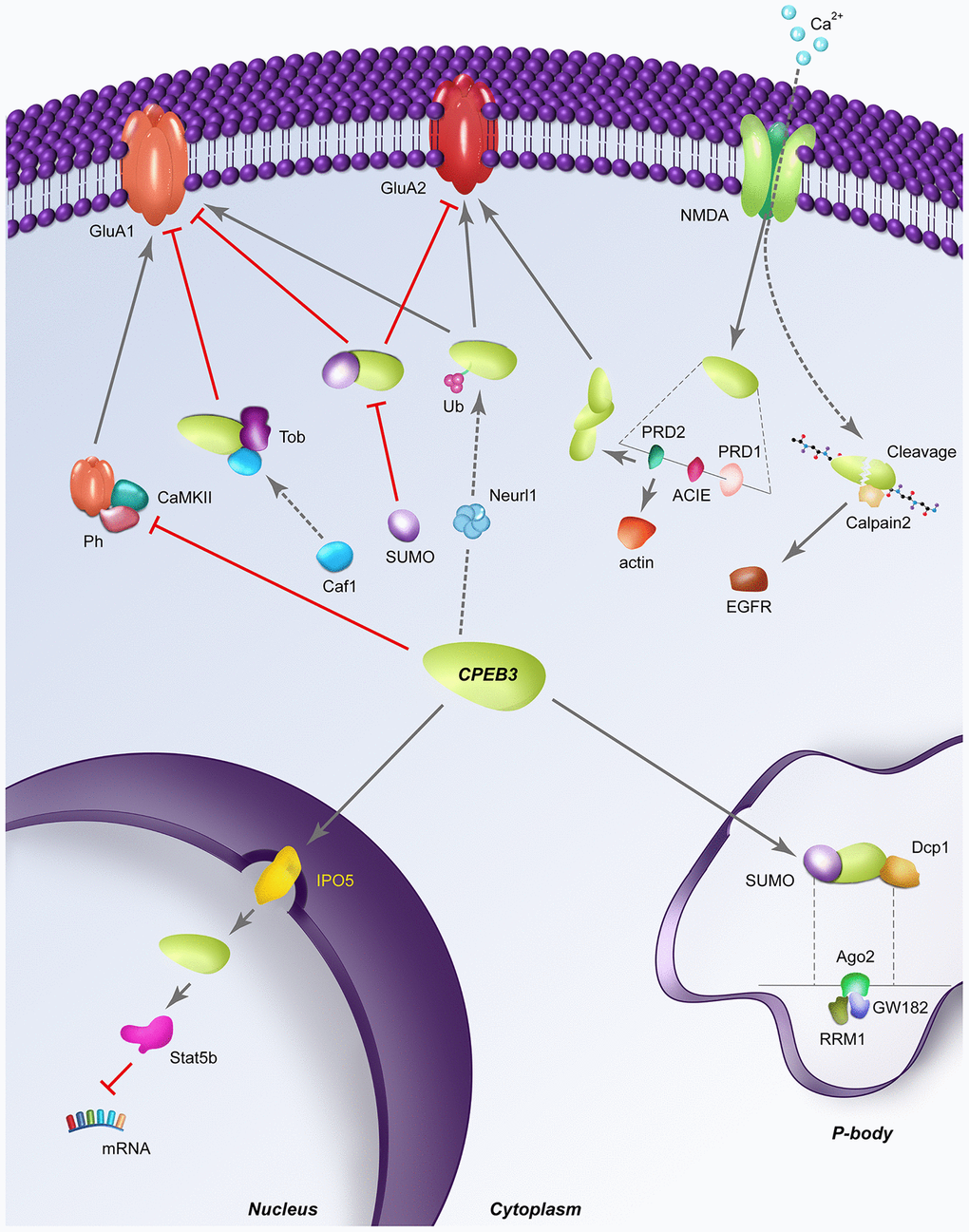 Dynamic regulatory pathways of CPEB3. Red perpendicular lines represent an inhibitory relationship; Arrows indicate a stimulatory relationship; SUMO: sumoylation; Ub: ubiquitination; Ph: phosphorylation; RRM1: RNA recognition motif 1; dashed lines indicate a structural expansion of a portion of the CPEB3 gene is located below. (A) CPEB3 inhibits the NMDA-dependent phosphorylation by CAMKII, allowing the expression of CPEB3 targets in a stimulation-dependent manner. (B) In its basal state, Tob binds CPEB3, recruiting the deadenylase Caf1 for the deadenylation of CPEB3 targets like GluA1. (C) SUMOylated CPEB3 (depicted in the cytoplasm) inhibits the expression of downstream targets GluA1 and GluA2; Sumoylated CPEB3 also downregulates further CPEB3 sumoylation in a negative feedback loop. SUMOylated CPEB3 (depicted in P body) is associated with the P-body protein mRNA de-capping enzyme 1 (Dcp1); sequestration of CPEB3 to P-bodies is specifically driven by the interaction of the RRM1 domain of CPEB3 to Ago2 and GW182 (D) Neurl1 induces CPEB3 monoubiquitination, inversing the basal repressive role of CPEB3 on targets like GluA2. (E) NMDA stimulation induces CPEB3 activation translation of actin through direct binding of the actin cytoskeleton interaction element (ACIE). The PRD1 domain flanking the ACIE promotes aggregation of CPEB3s to one another, further promoting the translation of other CPEB3 targets like GluA2. (F) Stimulation-induced calcium influx triggers the cleavage of CPEB3 by calpain 2, leading to proteolysis of the N-terminal repression motif to activate translation of CPEB3 targets like EGFR. (G) Nuclear translocation of CPEB3 from the cytoplasm occurs through the karyopherins IPO5, after which CPEB3 associates with the transcription factor Stat5b to downregulate transcription of Stat5b targets like EGFR.