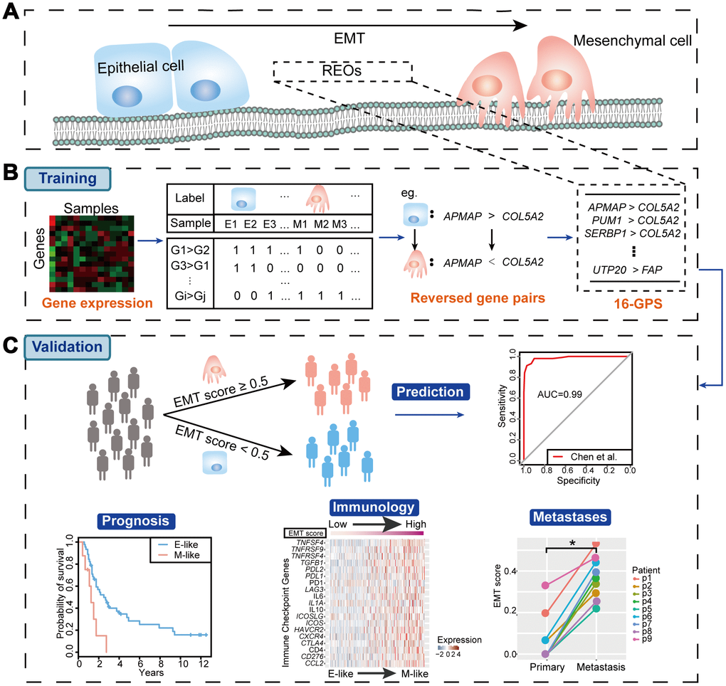 Workflow of our study. (A) Schematic diagram of the EMT. (B) Identification of the EMT signature (16-GPS). (C) Validation of the 16-GPS. In the independent validation cohorts, patient samples were classified as epithelial-like (E-like) or mesenchymal-like (M-like). The utility of 16-GPS was then validated by evaluating classification accuracy with ROC curves and associations with prognosis, immunology, and metastases.