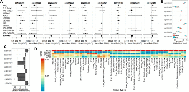 (A) Forest Plots for the association of methylation levels of the FDR-significant fully-adjusted CpGs with risk of all-cause mortality in the CHARGE consortium. (B) Sensitivity analysis. Comparison of the hazard ratio of the basic-adjusted and the fully-adjusted fixed effect meta-analysis. (C) Attributable factor. Predicted Contribution (%) of increased methylation levels (above the mean) of each CpG to the all-cause mortality associations in NAS, WHI-EMPC (EA) and WHI-EMPC (AA). (D) Functional Mapping and Annotation results in order to examine tissue specificity of the genes mapped to the FDR-significant fully-adjusted CpGs.