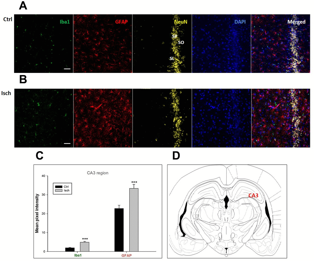 Confocal images of microglia and astrocytes in the post-ischemic CA3 region of the rat brain. Fourfold immunofluorescence labeling microglia with Iba1 (green), astrocytes with GFAP (red), neurons with NeuN (yellow), and nuclei with DAPI (blue). SO – stratum oriens, SP – stratum pyramidale, SL – stratum lacunosum. The scale bar represents 50 μm. (A) Ctrl – control brain, (B) Isch – post-ischemic brain, (C) Quantification of the mean pixel intensities for Iba1 and GFAP signals of post-ischemic vs. control animals with 2 years survival. Values are presented as mean ± SEM. *** pCtrl = 18, nIsch = 18, n = number of analyzed cross sections. (D) Schematic representation of the rat hippocampus level with CA3 region indicated.