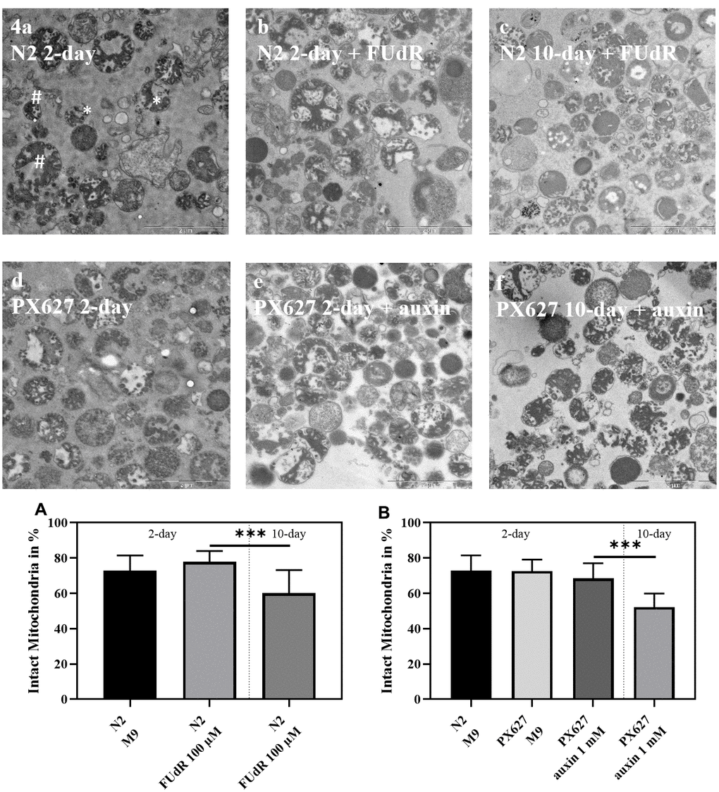 Mitochondrial structure: Exemplary electron microscope pictures of isolated mitochondria from wild-type N2 (a–c) and PX627 (d–f) nematodes treated with and without FUdR or auxin, respectively. Two examples for intact (#) and fractured (*) mitochondria are indicated in a. Scaling bar is 2μM; n = 18-26; mean ± SD; one-way ANOVA with Tukey´s multiple post-test; p*** 