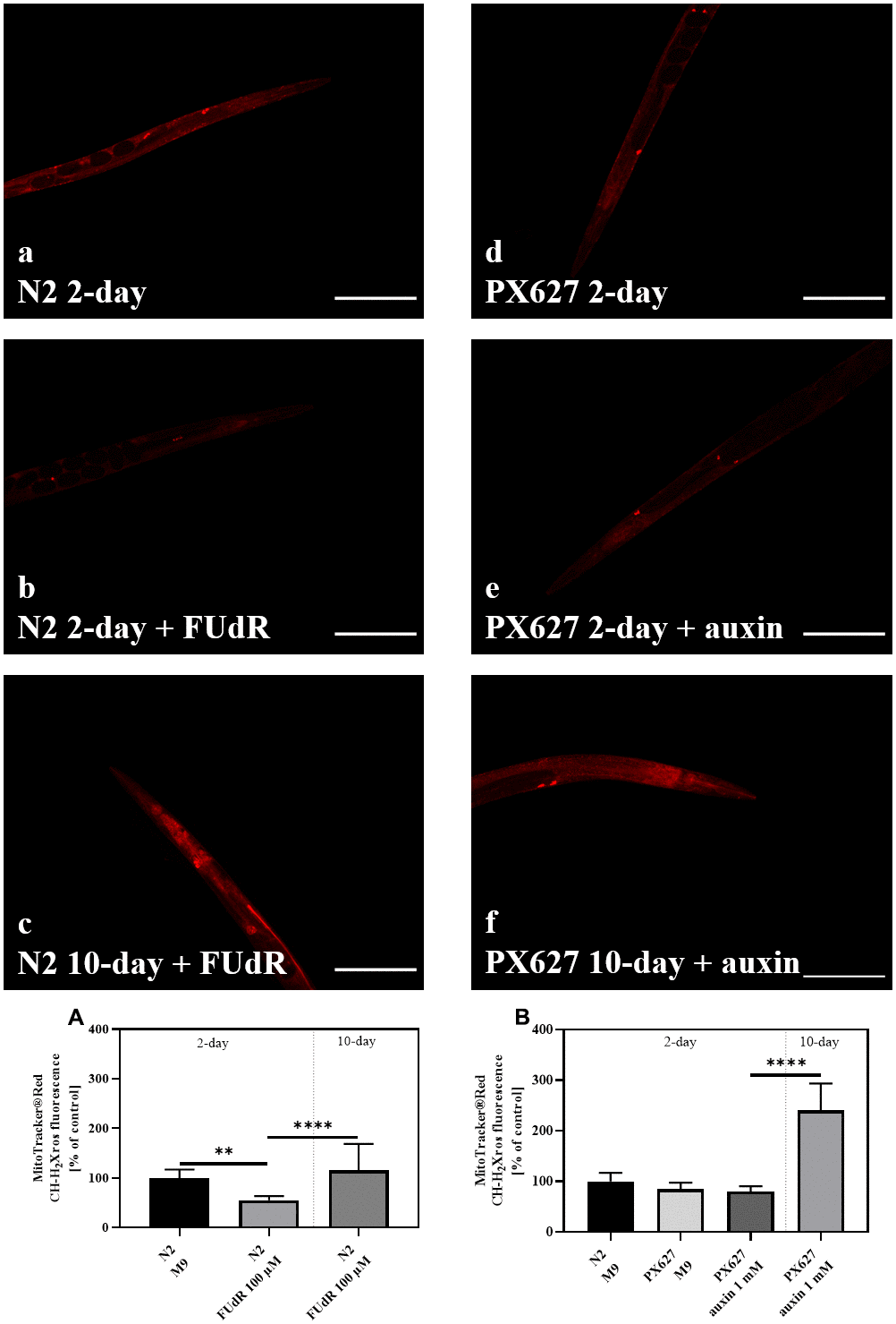 Reactive oxygen species (ROS) generation: Wild-type N2 (a–c) and PX627 (d–f) nematodes stained with MitoTracker® Red, with and without FUdR or auxin treatment, respectively. Scaling bar is 200μM; n = 20-38; mean ± SD; one-way ANOVA with Tukey´s multiple post-test; p** 
