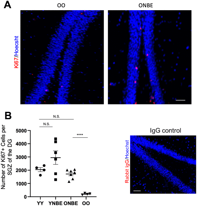 Neurogenesis of aged mice is enhanced by one procedure of neutral blood exchange. (A) Immunofluorescence was performed to assay for proliferative Ki67-positive cells in the subgranular zone (SGZ) of the dentate gyrus (DG). Representative images of Ki67(red)+/Hoechst (blue)+ cells in the DG are shown for OO and ONBE mice. (B) Quantification of the number of Ki67+/Hoechst+ cells per SGZ of the DG (extrapolated from serial sections that span the entire hippocampus). ONBE mice have a ~8-fold increase in the number of these cells when compared to OO (****p-value = 0.0000145). The number of these proliferating neural precursor cells in the SGZ of YY mice is not significantly different from that of ONBE mice (N.S. p-value = 0.15235). A trend for ~44% increase in YNBE mice as compared to the YY mice, is not statistically significant (N.S. = 0.20123). Isotype-matched IgG negative control confirms low non-specific fluorescence. N=4 for YY and OO, N=6 for YNBE and N=7 for ONBE. Scale bar is 50-micron. Representative images for YY versus YNBE cohorts are shown in Supplementary Figure 6. These data demonstrate that hippocampal neurogenesis improves in old mice after just one NBE, e.g. without young blood or its fractions, and that young mice do not decline in this parameter when their blood plasma is diluted through the NBE.
