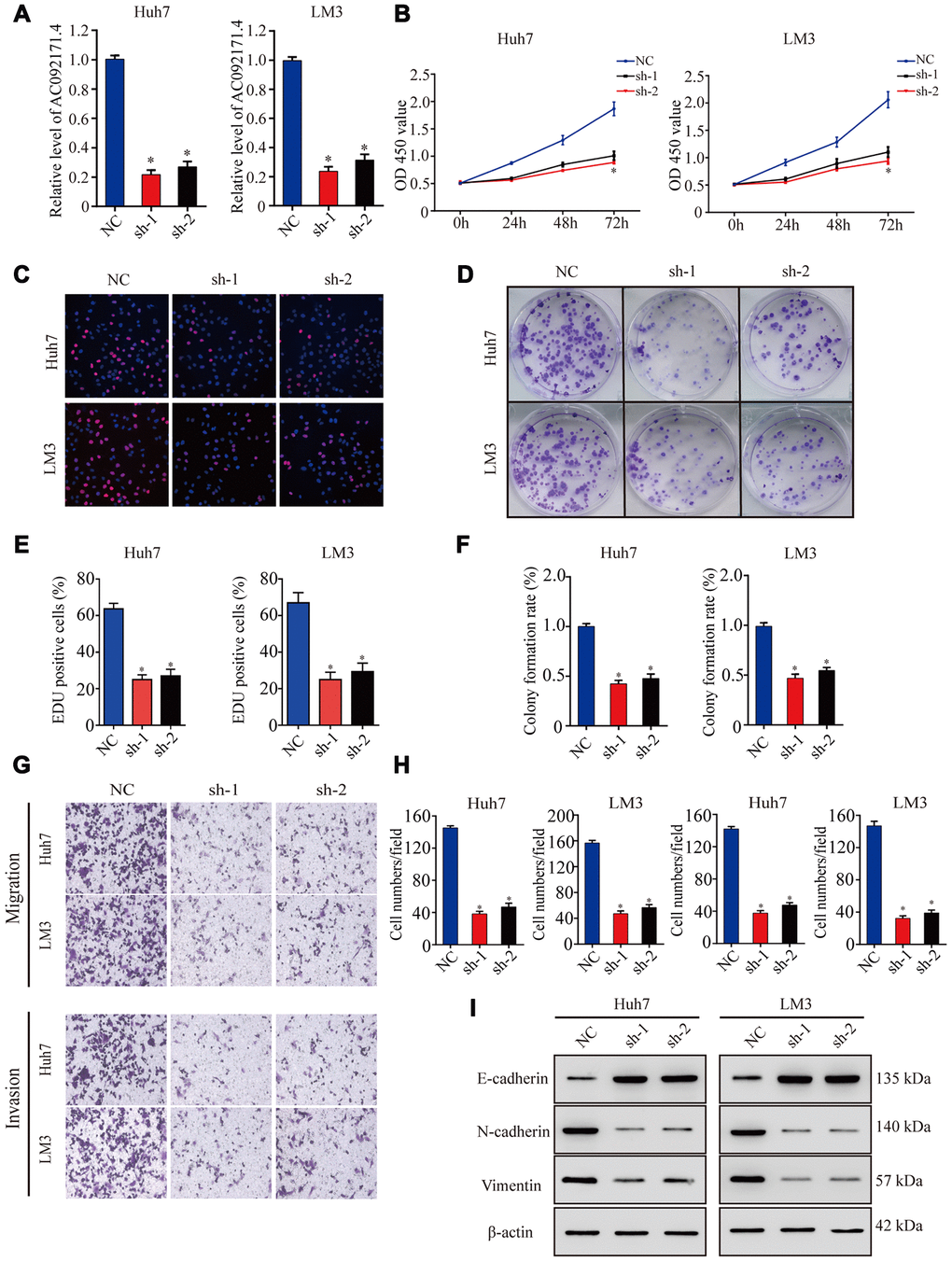 AC092171.4 silencing decreases proliferation, migration and invasion in HCC cell lines. (A) QRT-PCR analysis shows AC092171.4 expression in the sh-NC and sh-AC092171.4 transfected Huh7 and LM3 cells. (B) CCK-8 assay results show proliferation status of the sh-NC and sh-AC092171.4 transfected Huh7 and LM3 cells. (C) EdU assay results show proliferation status of the sh-NC and sh-AC092171.4 transfected Huh7 cells. (D) Colony formation assay results show the total number of colonies in the sh-NC and sh-AC092171.4 transfected Huh7 cells. (E) EdU assay results show proliferation status of the sh-NC and sh-AC092171.4 transfected LM3 cells. (F) Colony formation assay results show the total number of colonies in the sh-NC and sh-AC092171.4 transfected LM3 cells. (G) Transwell migration assay results show AC092171.4 downregulation inhibited cell migration and invasion after transfection. (H) Transwell invasion assay results show the numbers of invasive sh-NC and sh-AC092171.4 transfected Huh7 and LM3 cells. (I) Representative western blot shows the expression of E-cadherin (epithelial marker) as well as N-cadherin and vimentin (mesenchymal markers) in the sh-NC and sh-AC092171.4 transfected Huh7 and LM3 cells. β-actin was used as loading control. * denotes p