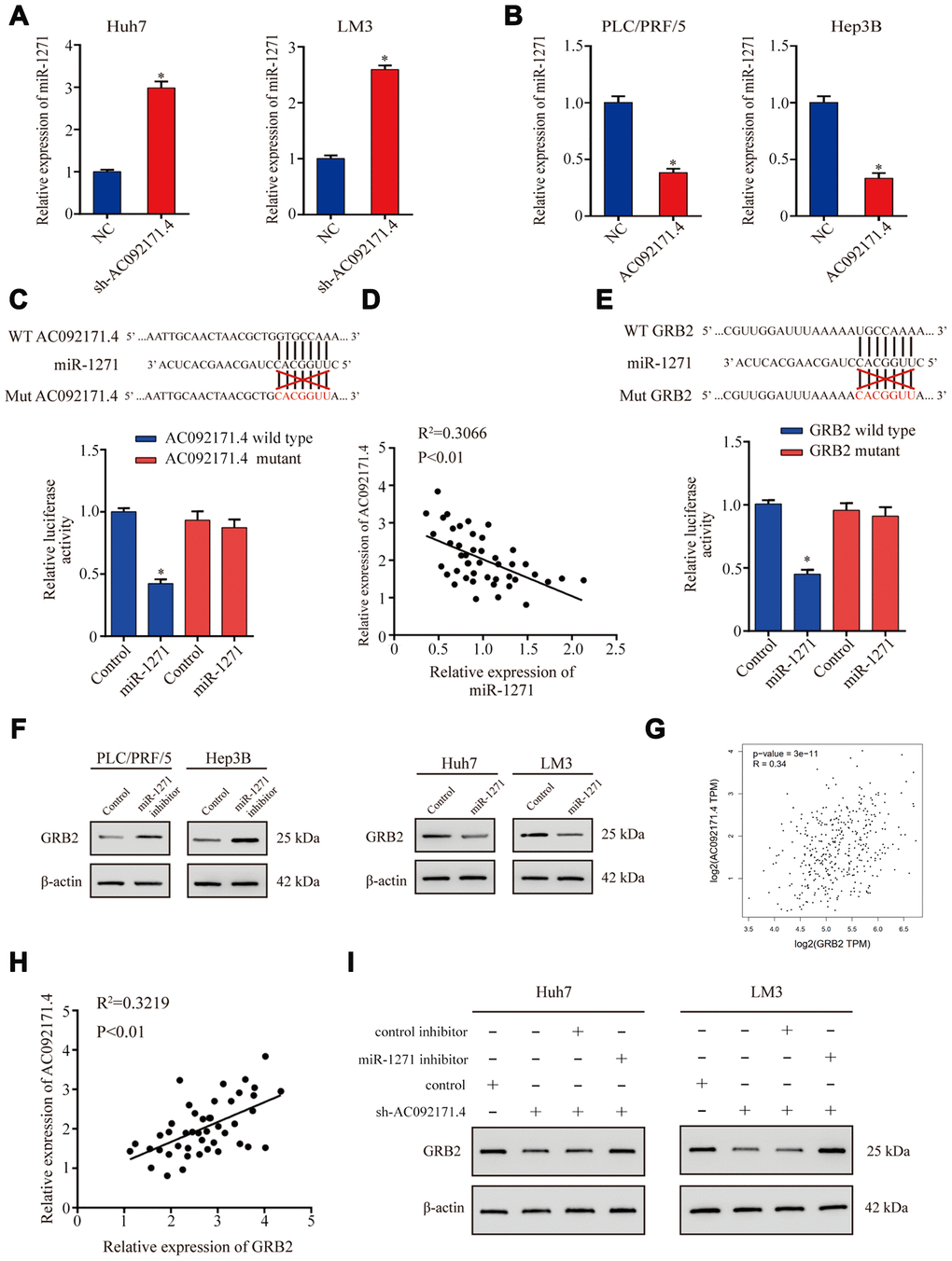AC092171.4 regulates GRB2 protein expression by competitively binding miR-1271. (A) QRT-PCR analysis shows miR-1271 levels in sh-NC and sh-AC092171.4-transfected HCC cells. (B) QRT-PCR analysis shows miR-1271 levels in control and AC092171.4 overexpressing HCC cells. (C) Dual luciferase reporter assay results show relative firefly luciferase activity in HCC cells transfected with wild-type or mutant AC092171.4 and miR-1271 mimics. (D) Pearson’s correlation analysis shows the association between AC092171.4 and miR-1271 levels in 45 HCC tissue samples from 70 pair HCC specimens. (E) Dual luciferase reporter assay results show relative firefly luciferase activity in HCC cells transfected with WT or mutant 3’UTR of GRB2 and miR-1271 mimics. (F) Western blot results show GRB2 protein levels in HCC cells transfected with miR-1271 mimics or miR-1271 inhibitors. (G) Pearson’s correlation analysis shows the relationship between AC092171.4 and GRB2 mRNA levels in HCC tissues from the TCGA datasets in GEPIA website. (H) Pearson’s correlation analysis shows the relationship between AC092171.4 and GRB2 mRNA levels in HCC tissues from the TCGA datasets. (I) Western blot analysis shows GRB2 protein expression in HCC cells transfected with AC092171.4-shRNA plus miR-1271 inhibitor or AC092171.4-shRNA alone. * denotes p