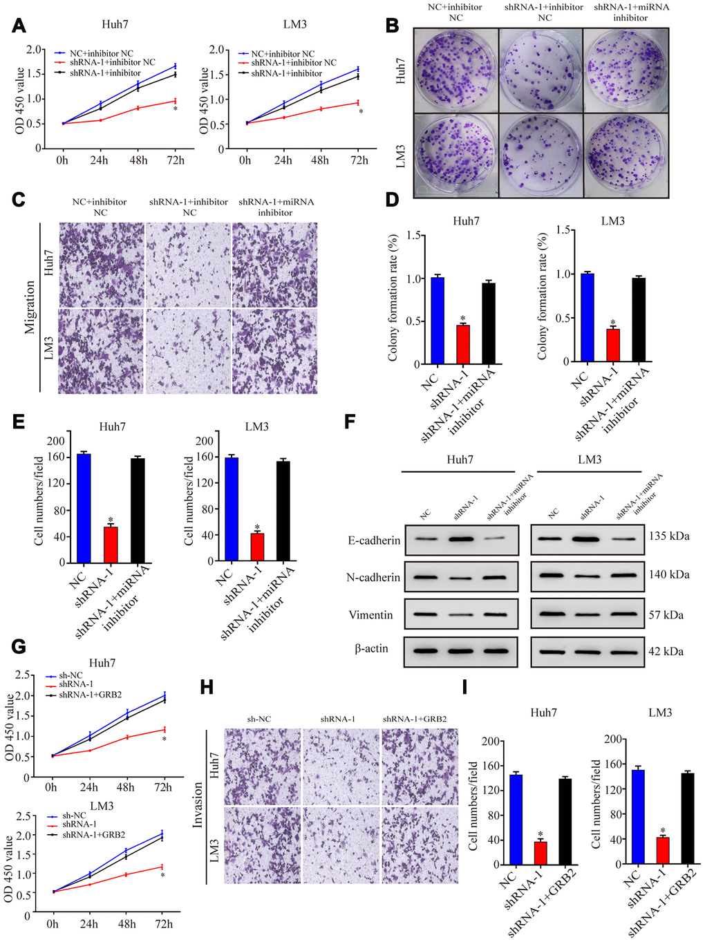 AC092171.4 promotes proliferation, migration, and invasiveness of HCC cells by suppressing miR-1271-dependent downregulation of GRB2 protein translation. (A) CCK-8 assay results show proliferation of Huh-7 and LM3 cells transfected with sh-NC, sh-AC092171.4, sh-NC plus miR-1271 inhibitor, or sh-AC092171.4 plus miR-1271 inhibitor. (B) Colony formation assays show the numbers of colonies formed by Huh-7 cells transfected with sh-NC, sh-AC092171.4, sh-NC plus miR-1271 inhibitor, or sh-AC092171.4 plus miR-1271 inhibitor. (C) Transwell assay results show the total numbers of migratory and invasive Huh-7 cells transfected with sh-NC, sh-AC092171.4, sh-NC plus miR-1271 inhibitor, or sh-AC092171.4 plus miR-1271 inhibitor. (D) Colony formation assays show the numbers of colonies formed by LM3 cells transfected with sh-NC, sh-AC092171.4, sh-NC plus miR-1271 inhibitor, or sh-AC092171.4 plus miR-1271 inhibitor. (E) Transwell assay results show the total numbers of migratory and invasive LM3 cells transfected with sh-NC, sh-AC092171.4, sh-NC plus miR-1271 inhibitor, or sh-AC092171.4 plus miR-1271 inhibitor. (F) Western blot analysis shows relative levels of E-cadherin, N-cadherin and vimentin levels in HCC cells transfected with shRNA-AC092171.4 alone or shRNA-AC092171.4 plus miR-1271 inhibitor. (G) CCK-8 assay results show the proliferation status in AC092171.4-silenced and sh-AC092171.4-silenced plus GRB2 overexpressing Huh7and LM3 cells. (H, I) Transwell assay results show the migration status of AC092171.4-silenced and sh-AC092171.4-silenced plus GRB2 overexpressing Huh7and LM3 cells. * denotes p