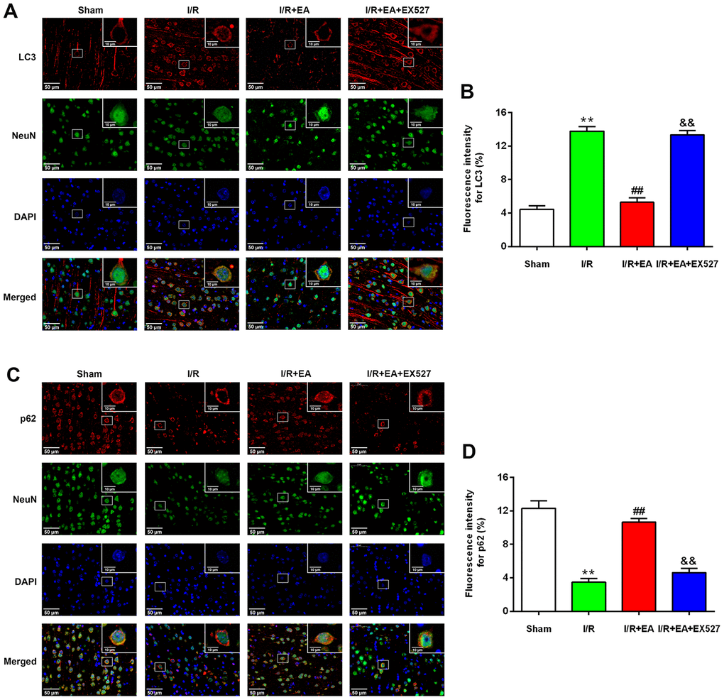 EA pretreatment inhibited the expression of LC3 in NeuN-positive neurons of the peri-ischemic cortex, while promoted the expression of p62 in NeuN-positive neurons of the peri-ischemic cortex after 24 h of reperfusion. (A) Representative images of LC3 (red)/NeuN (green) double-labeled staining (400×). High magnification images are shown in the small windows (1000×). Scale bar, 400×: 50 μm; 1000×: 10 μm. (B) Mean fluorescence intensity for LC3 in neurons of the peri-ischemic cortex. (C) Representative images of p62 (red)/NeuN (green) double-labeled staining (400×). High magnification images are shown in the small windows (1000×). Scale bar, 400×: 50 μm; 1000×: 10 μm. (D) Mean fluorescence intensity for p62 in neurons of the peri-ischemic cortex. Data were presented as the mean ±SEM (n=3). **Pvs. sham group. ##Pvs. I/R group; &&Pvs. I/R + EA group.