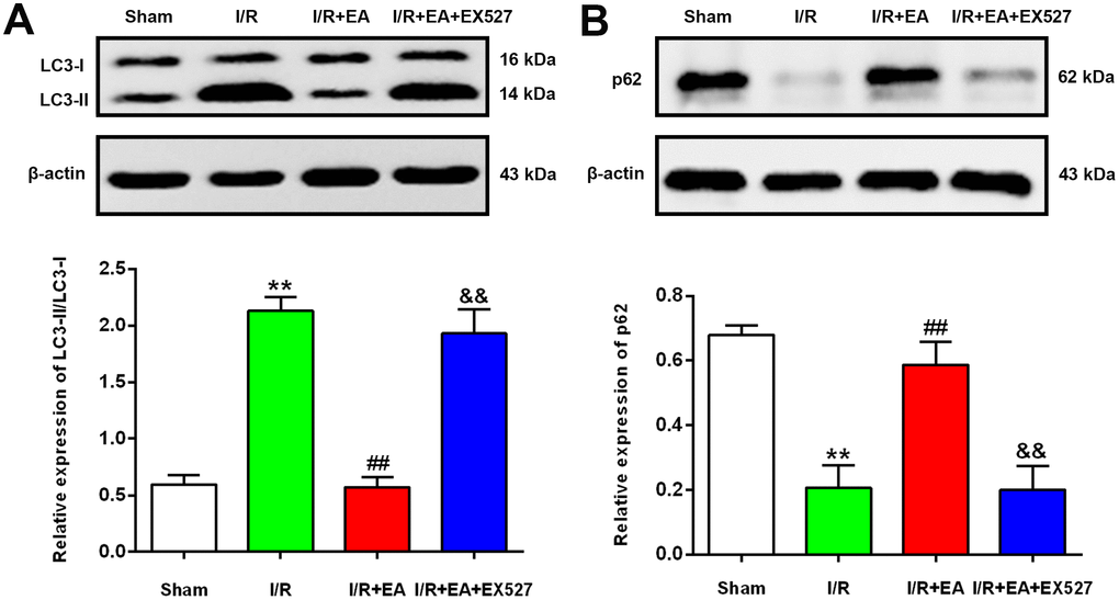 EA pretreatment down-regulated the protein level of LC3, while up-regulated the p62 level in the peri-ischemic cortex after 24 h of reperfusion. (A) Protein band of LC3 and the ratio of LC3-II/LC3-I. (B) Protein band and relative protein level of p62 in the peri-ischemic cortex. β-actin was used as a loading control. Data were presented as the mean ±SEM. (n=3). **Pvs. sham group. ##Pvs. I/R group; &&Pvs. I/R + EA group.